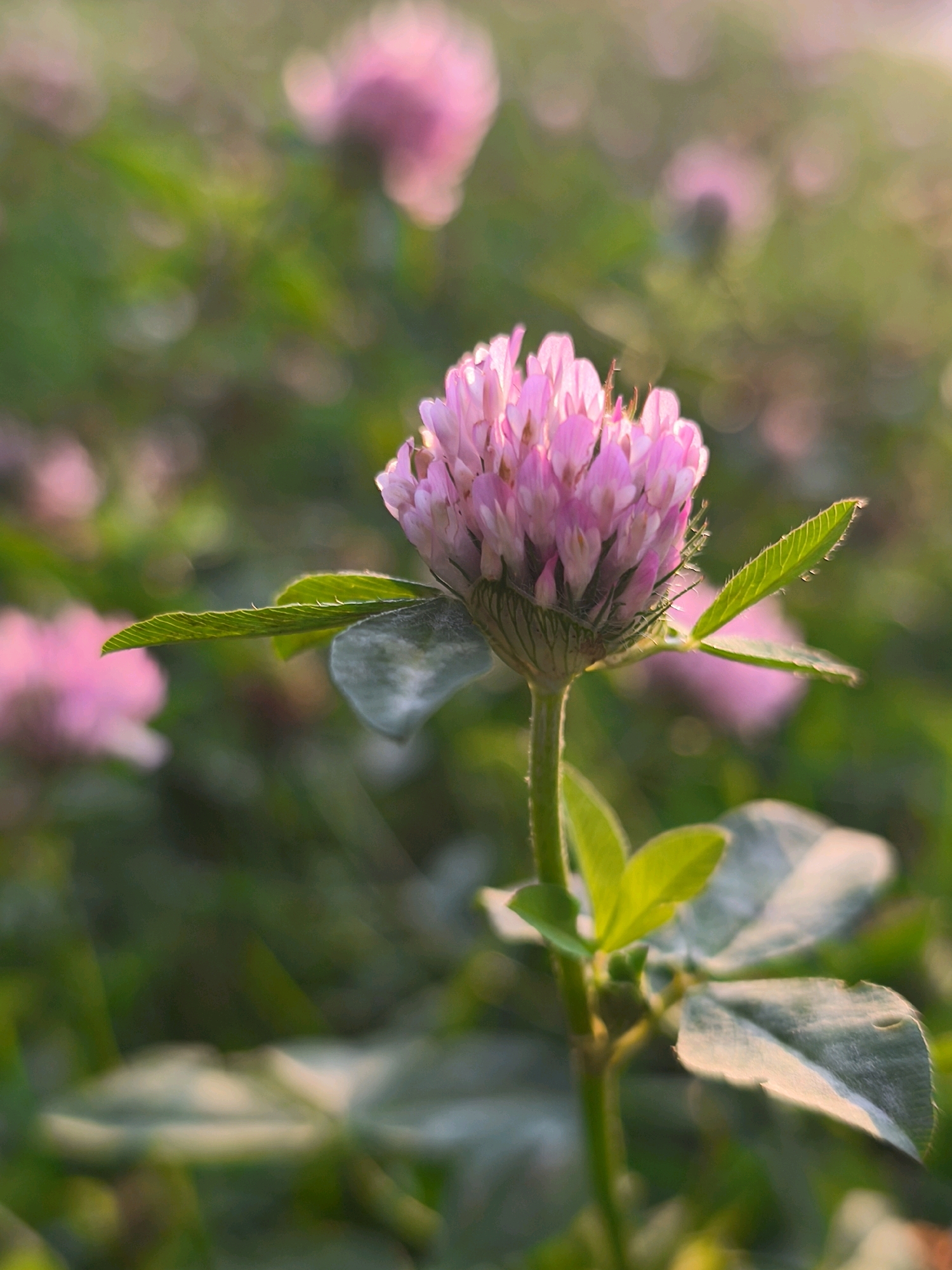 A close-up, low-angle shot focuses on a single pink clover flower in a field. The flower's head is spherical and composed of numerous small florets. It is supported by a thin green stem with several trifoliate leaves visible. The background is a soft, blurred expanse of green grass and other pink clover blooms, suggesting a meadow or park setting. The lighting appears to be natural, possibly late afternoon or early morning, casting a warm glow on the scene. The image is sharpest on the central flower and its immediate foliage, with a shallow depth of field creating a bokeh effect in the background. The location is not specified in the image or its context.