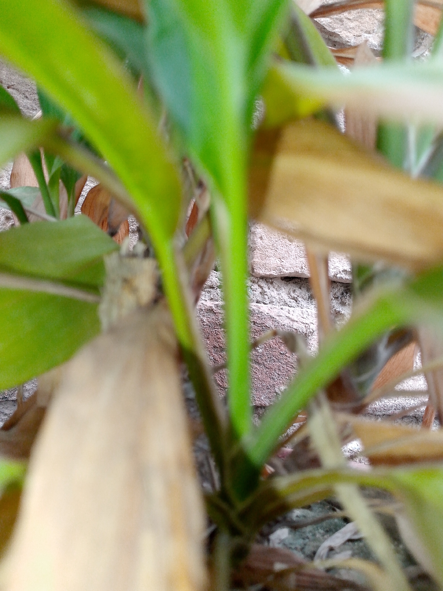 An extreme close-up shot of green plant stems and dry leaves, with a blurry brick wall in the background. The focus is on the textures and vibrant green of the plant, contrasting with the muted tones of the dried foliage and the rough surface of the bricks. The lighting appears natural, casting soft shadows and highlighting the delicate details of the plant's structure.