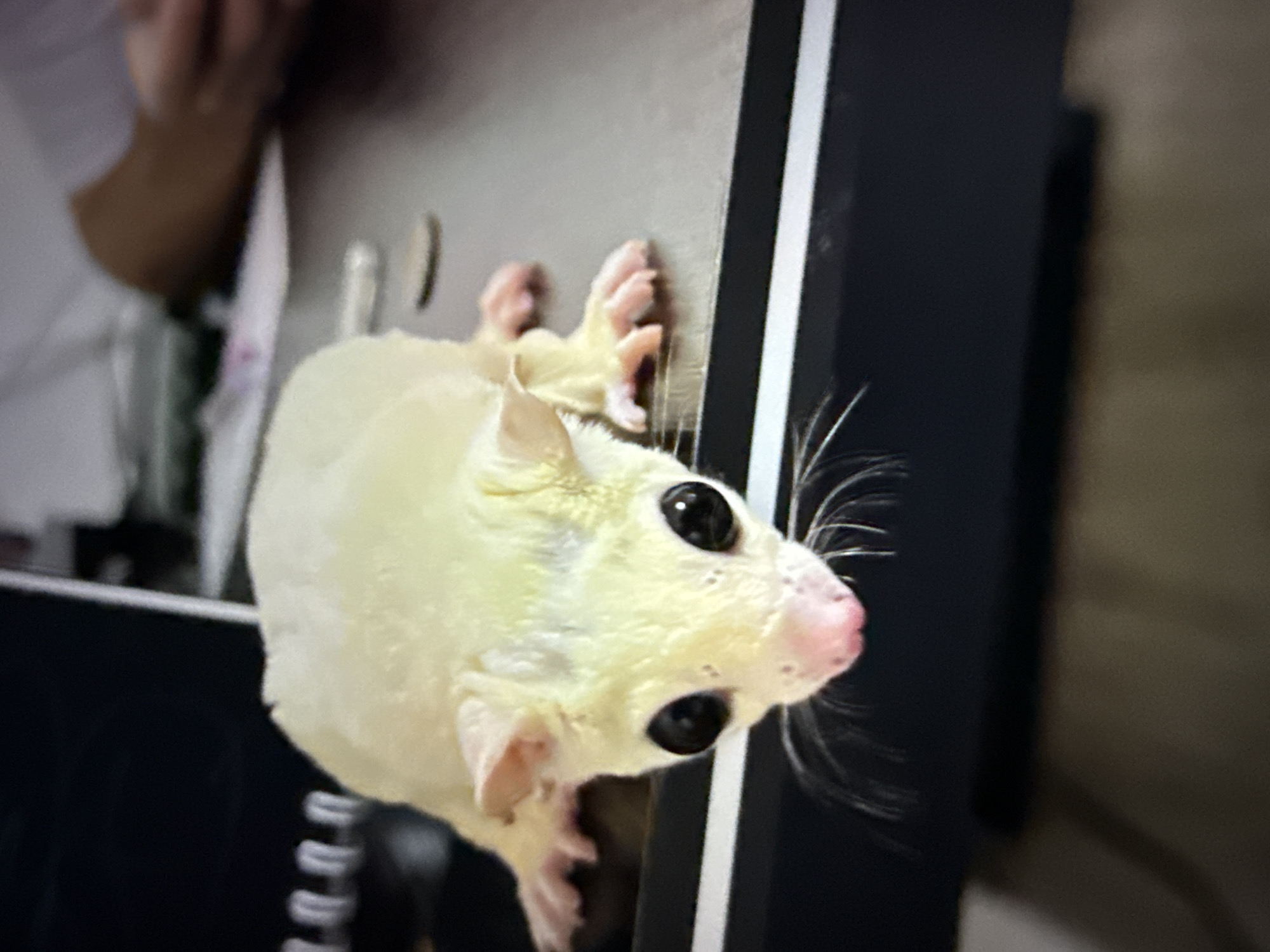 A pale yellow sugar glider with large black eyes and a pink nose is perched on a black surface. The sugar glider is facing forward, with its front paws slightly extended. Behind the sugar glider, a person's hands are visible, appearing to be interacting with something out of frame. The background is blurred, suggesting an indoor environment. The scene is likely a domestic setting in Taipei, Taiwan, where sugar gliders are kept as pets.