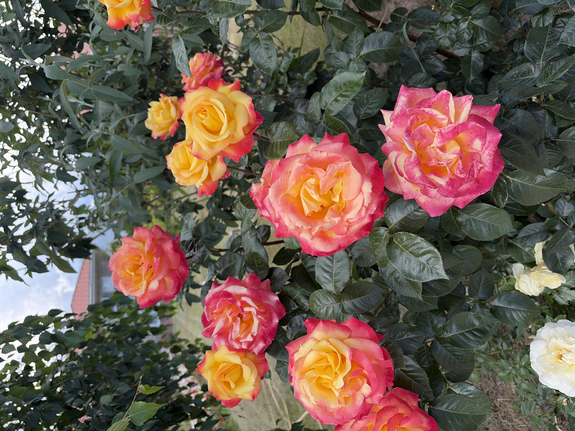 This media file is a photograph of a rose bush with numerous roses in various stages of bloom. The roses display a gradient of colors, ranging from deep pink to yellow, with some petals showing a more uniform pink hue and others a striking bi-color of pink and yellow. The leaves of the rose bush are a dark green and appear glossy, suggesting a healthy plant. The overall scene is a close-up shot of the flowers and foliage, with the background showing a blur of green leaves and some hints of a building with a red roof and a cloudy sky in the upper left portion of the image. There is also a small, pale yellow rose and a white rose visible in the lower right corner, further enhancing the floral diversity. The lighting suggests it is daytime, possibly late morning or afternoon, with soft, diffused light. There is no visible text in the image. The image captures the natural beauty of a blooming rose bush in an outdoor setting.