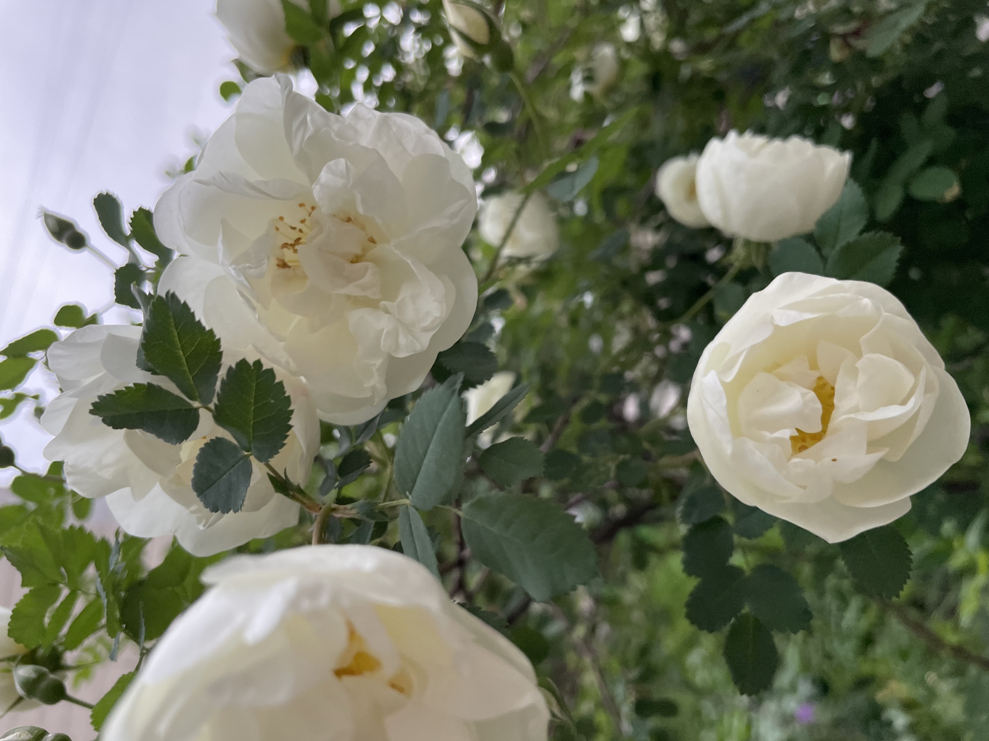 The image shows a close-up view of white roses in bloom, with green foliage interspersed. The roses are the central subject, displaying soft, layered petals. Some roses are in full bloom, while others appear as buds or partially opened flowers. The background is blurry, hinting at more foliage and potentially other roses. The lighting appears soft and diffused. No people, specific actions, or interactions are visible. The location is not identifiable from the visual information provided.