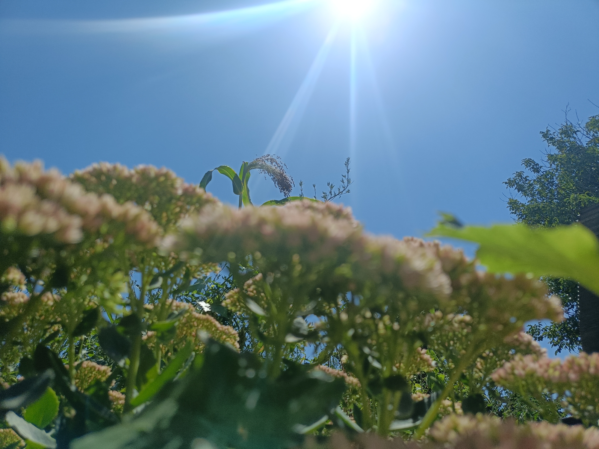 A low-angle shot shows the upper portions of flowering plants with clusters of small pink blooms in the foreground, blurred with depth of field. The plants have green stems and leaves. In the mid-ground, a stalk of grain with seeds is visible against a bright blue sky. The sun is high in the sky, emitting a strong glare with visible rays. In the upper right background, the dark green foliage of a tree is visible. The scene appears to be outdoors in a natural or garden setting.