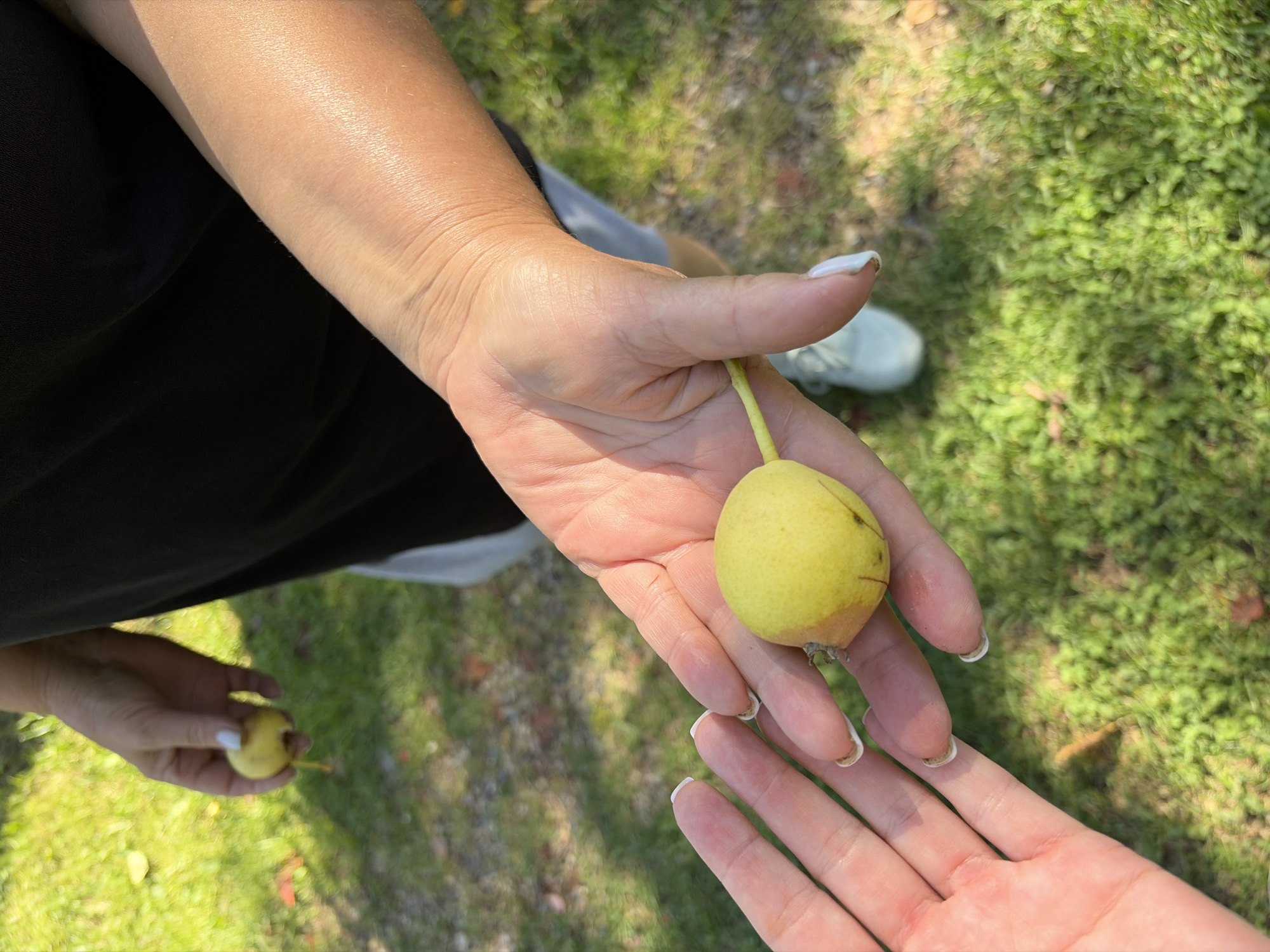A person's hand is holding a small, yellow, pear-shaped fruit. The fruit has a short stem and appears to be ripe. The hand is in focus, and the background is blurred, showing green grass and some shadows. Another hand is visible in the foreground, with a manicured fingernail. The image appears to have been taken outdoors on a sunny day. The location is specified as Nerudnik SNT, Russia.