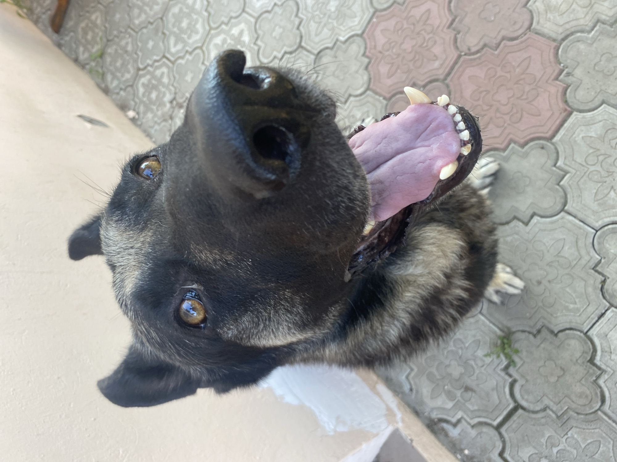 The photograph shows a close-up, high-angle view of a German Shepherd dog looking directly at the camera with its mouth open and tongue extended. The dog has dark fur with grey and tan markings on its face and body. Its eyes are brown and reflect light. The dog is standing on a paved surface composed of interlocking decorative tiles in shades of grey and pink. In the background, a light-colored wall is visible, with some white paint or plaster patches. The setting appears to be outdoors, possibly a courtyard or pathway. The image was captured in Межводненское сельское поселение, Ukraine.