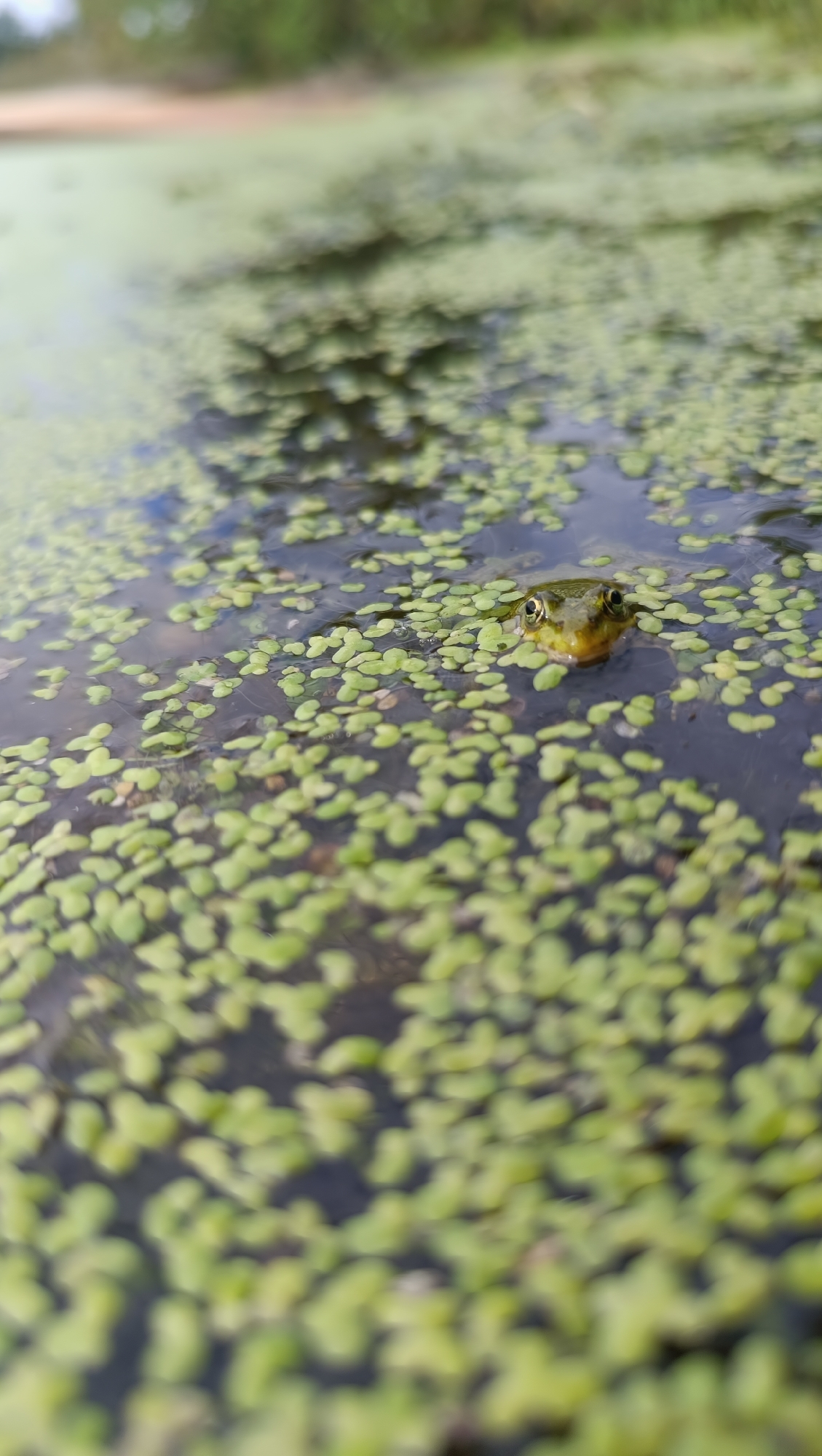 A close-up, low-angle shot captures a small, green frog with wide, prominent eyes peeking out of a body of dark water covered in a dense layer of bright green duckweed. The frog's head and eyes are the only parts of its body visible above the water's surface, with its gaze directed slightly to the left. The background is blurred, showing the indistinct shapes of trees and foliage against a muted sky, suggesting an outdoor, natural environment. The water is calm, with the duckweed creating a textured, almost carpet-like surface. The overall lighting is soft, highlighting the wetness of the duckweed and the sheen on the frog's eyes. The image does not depict any people or structures and provides no specific information about the city of Karsha, Russia, beyond the implied natural setting.