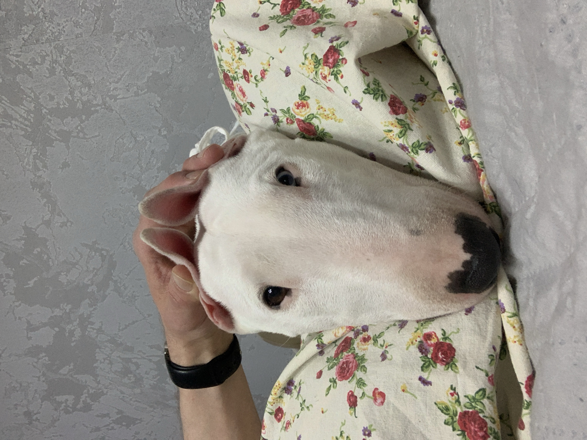 This image depicts a white Bull Terrier dog situated in the city of Chaikovsky, Russia. The dog's head is centered, facing the viewer directly, with dark brown eyes and a black nose. A human hand is positioned on the upper left side of the dog's head, specifically between and behind its ears, with a black wristwatch visible on the left wrist. The dog rests on a cream-colored fabric patterned with red, pink, yellow, and purple roses and green leaves. Below this floral fabric, a light grey textured fabric is visible. The background consists of a light grey wall with a mottled, textured finish.