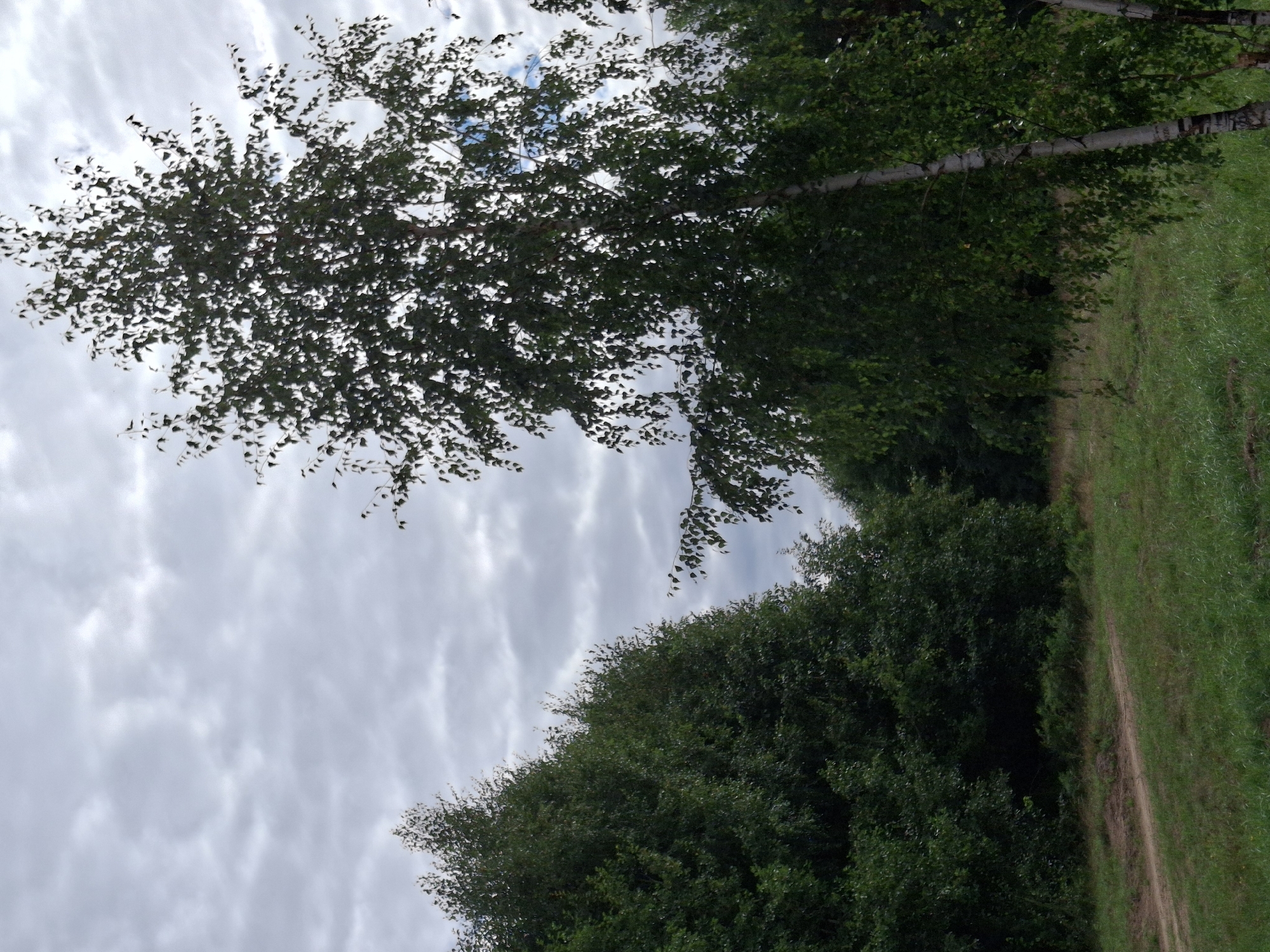 This image depicts a natural outdoor scene with a dirt path in a grassy area, bordered by dense green trees on the left and a prominent birch tree on the right. The sky is overcast with numerous grey clouds. The presence of dense foliage and the general atmosphere suggest a rural or park-like setting. The location is specified as Plishkino, Russia. There are no people or animals visible in the image. The focus is on the landscape elements.