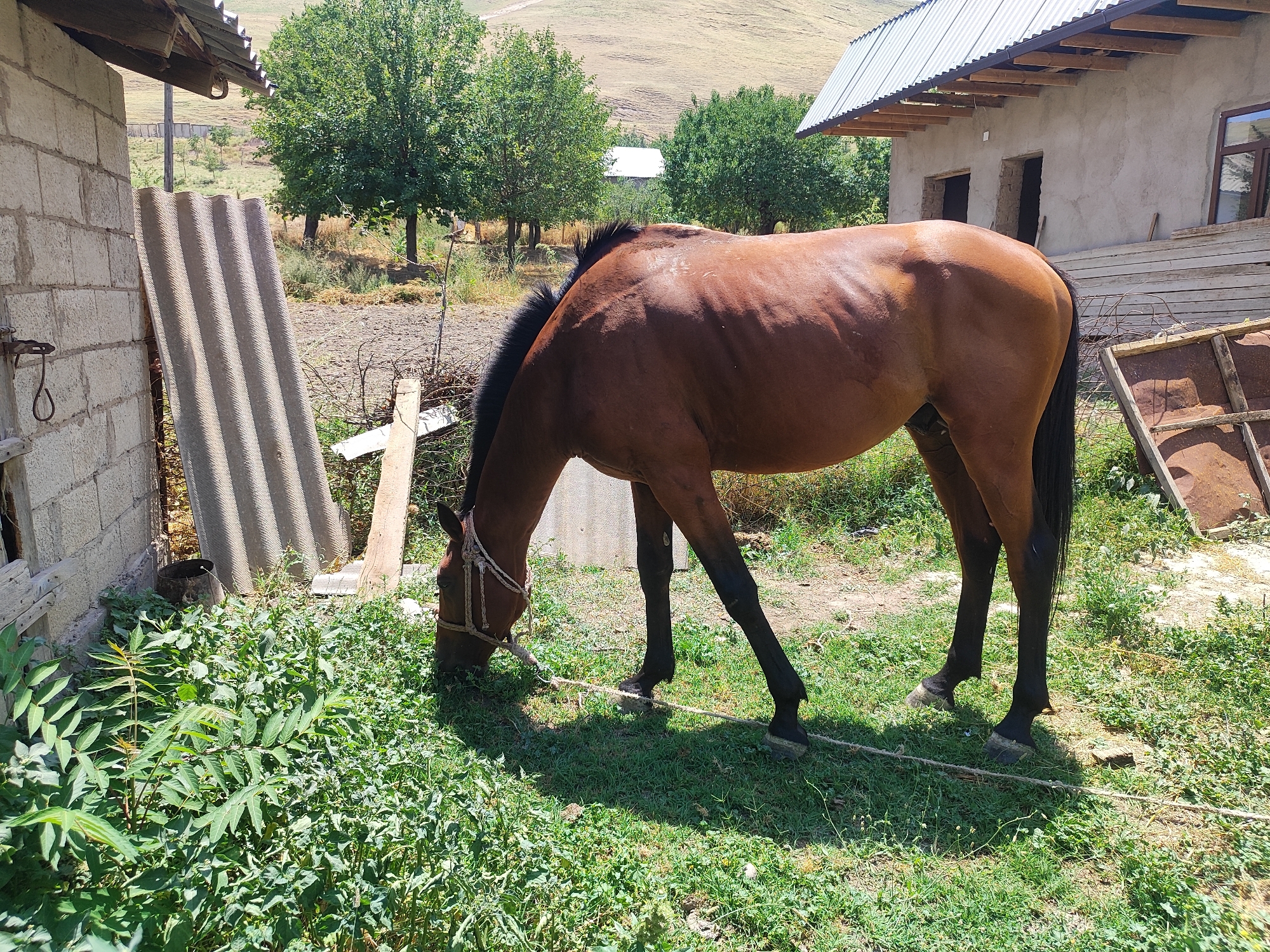 A brown horse is grazing in a grassy area next to a simple, unfinished building. The horse has a black mane and tail, and is wearing a rope halter. The building appears to be constructed of cinder blocks and has a corrugated metal roof. There are also some stacks of wood and pieces of corrugated metal leaning against the building. In the background, there are trees and a hillside. The scene suggests a rural or semi-rural setting, possibly a farm or a small village. The location is identified as Sultonobod, Tajikistan. The lighting indicates it is daytime, likely sunny.