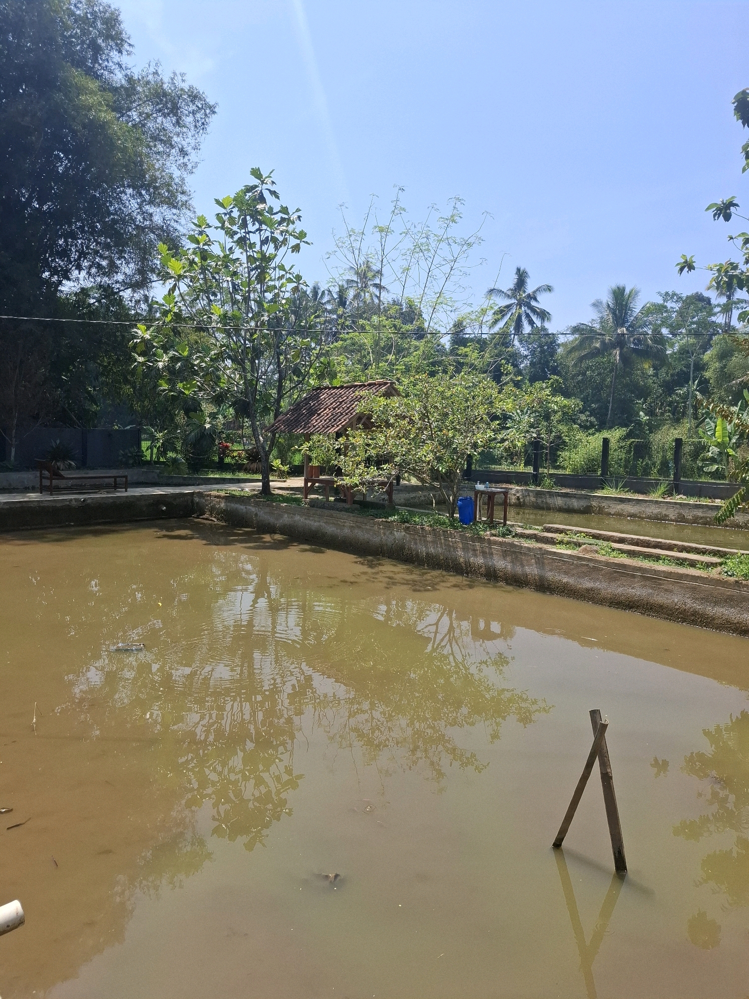 The image depicts a pond with muddy water, reflecting the surrounding vegetation and a clear blue sky. The pond is bordered by a concrete structure, with a small, traditional Indonesian-style hut with a red tiled roof situated on the bank. Several trees and palm trees are visible, creating a lush, tropical atmosphere. In the foreground of the pond, two wooden sticks are forming an 'A' shape, partially submerged in the water. The overall scene suggests a serene, rural setting in Cibentang, Indonesia.
