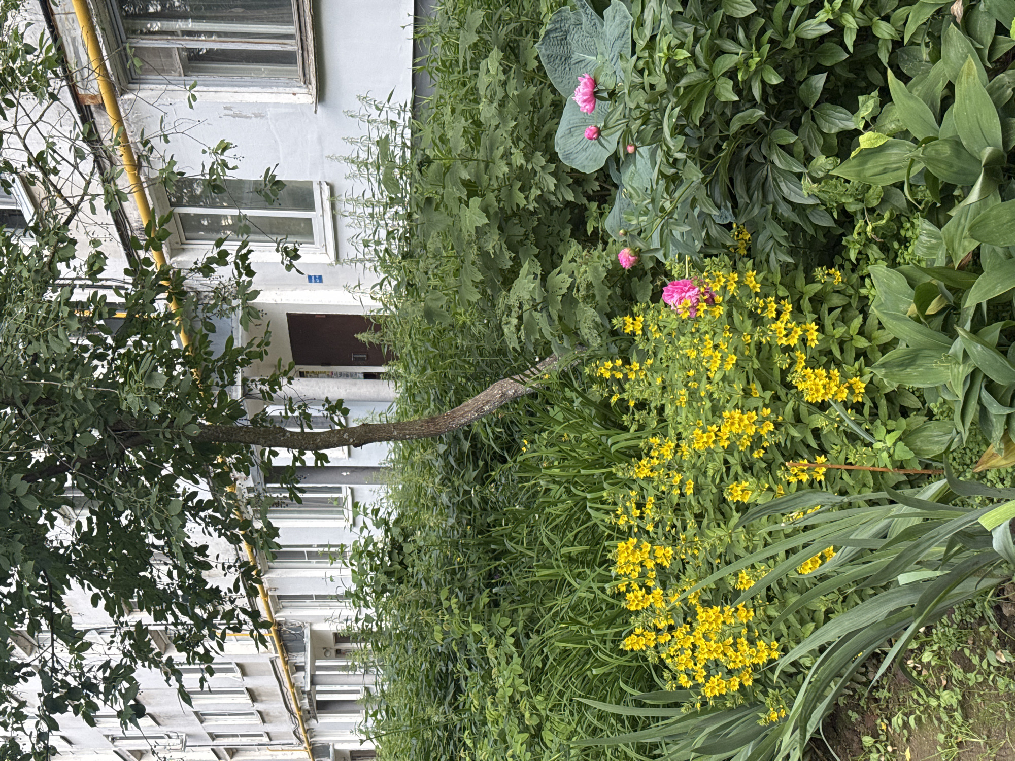 A medium shot captures a lush garden bed in front of a dilapidated apartment building in Chaikovsky, Russia. The building, painted a faded blue, features numerous windows and a prominent yellow pipe running horizontally across its facade. Surrounding the building is a dense array of greenery, including tall weeds, leafy plants, and a slender tree with a twisted trunk. In the foreground, a vibrant mix of yellow and pink flowers adds a pop of color to the scene. The yellow flowers, small and numerous, cluster together in a dense display, while the pink flowers, larger and more prominent, are interspersed throughout. The overall impression is one of a neglected urban space being reclaimed by nature, with the vibrant flowers offering a touch of beauty amidst the decay.
