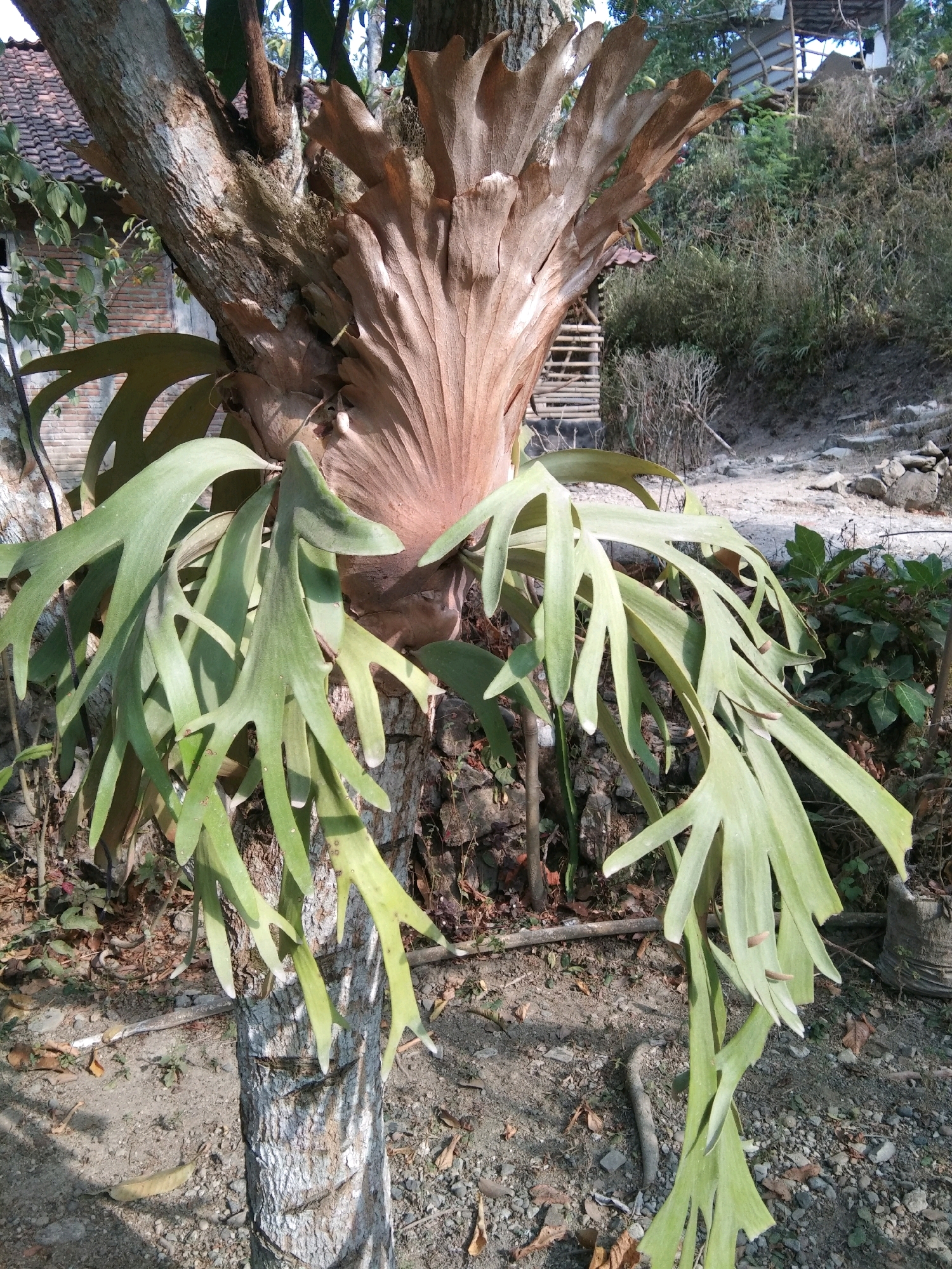A large, mature staghorn fern (Platycerium) is mounted on the trunk of a tree. The fern has a prominent, shield-like sterile frond at its base, which is dry and brown, resembling dried leaves. Extending from the center are numerous large, lobed, green fertile fronds that hang downwards, some reaching towards the ground. The fern is attached to the rough, textured bark of the tree, which appears to be an old, established specimen. The surrounding environment is outdoors, with dry, sandy soil and scattered rocks at the base of the tree. In the background, there are hints of vegetation, a brick wall with a tiled roof structure, and some wooden structures, suggesting a rural or semi-rural setting, potentially in Karangsambung, Indonesia. The lighting suggests it is daytime, with sunlight casting shadows. There are no people or animals visible in the image.