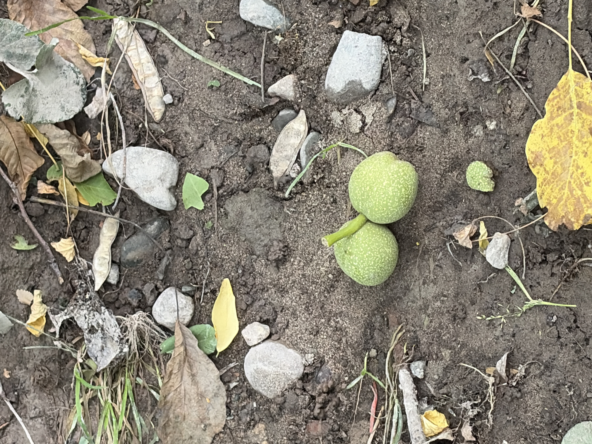 Two green, unripe walnuts, each roughly the size of a golf ball and covered in small white speckles, lie on dark, moist soil. A thin green stem connects the two walnuts, with a smaller, single walnut-like object nestled nearby. The ground is littered with fallen leaves in various stages of decay, ranging from brown to yellow, as well as small grey pebbles and some dry, brown seed pods. A few blades of green grass are also visible, along with some thin, dry twigs. The overall impression is one of a natural ground surface, possibly in a park or wooded area, with the focus on the fallen walnuts and surrounding detritus. The lighting suggests an overcast or shaded environment.