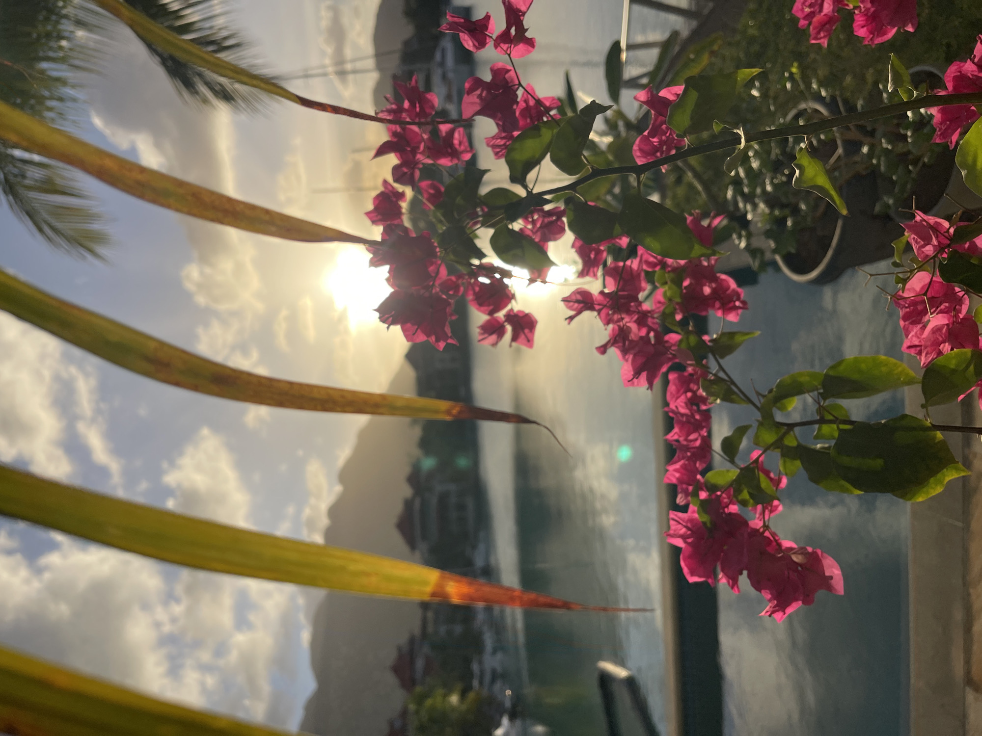The image depicts a serene waterfront scene at sunset, likely in Providence, Seychelles. In the foreground, a cluster of vibrant pink bougainvillea flowers is in focus, with lush green leaves. To the left, several large, elongated palm fronds hang into the frame, their tips tinged with red and yellow from the setting sun.
Beyond the flowers, a tranquil turquoise body of water stretches out, reflecting the soft light of the sky. Several white sailboats are moored in the water, their masts visible against the horizon. In the distance, a range of hazy, green mountains rises, silhouetted against a sky filled with scattered white and gray clouds. The sun, low in the sky, casts a warm, golden glow across the scene, highlighting the edges of the clouds and water.
The backdrop also shows architectural elements, possibly part of a resort or residential area, with tiled roofs and building structures. The overall impression is one of tropical tranquility and natural beauty at the end of the day.