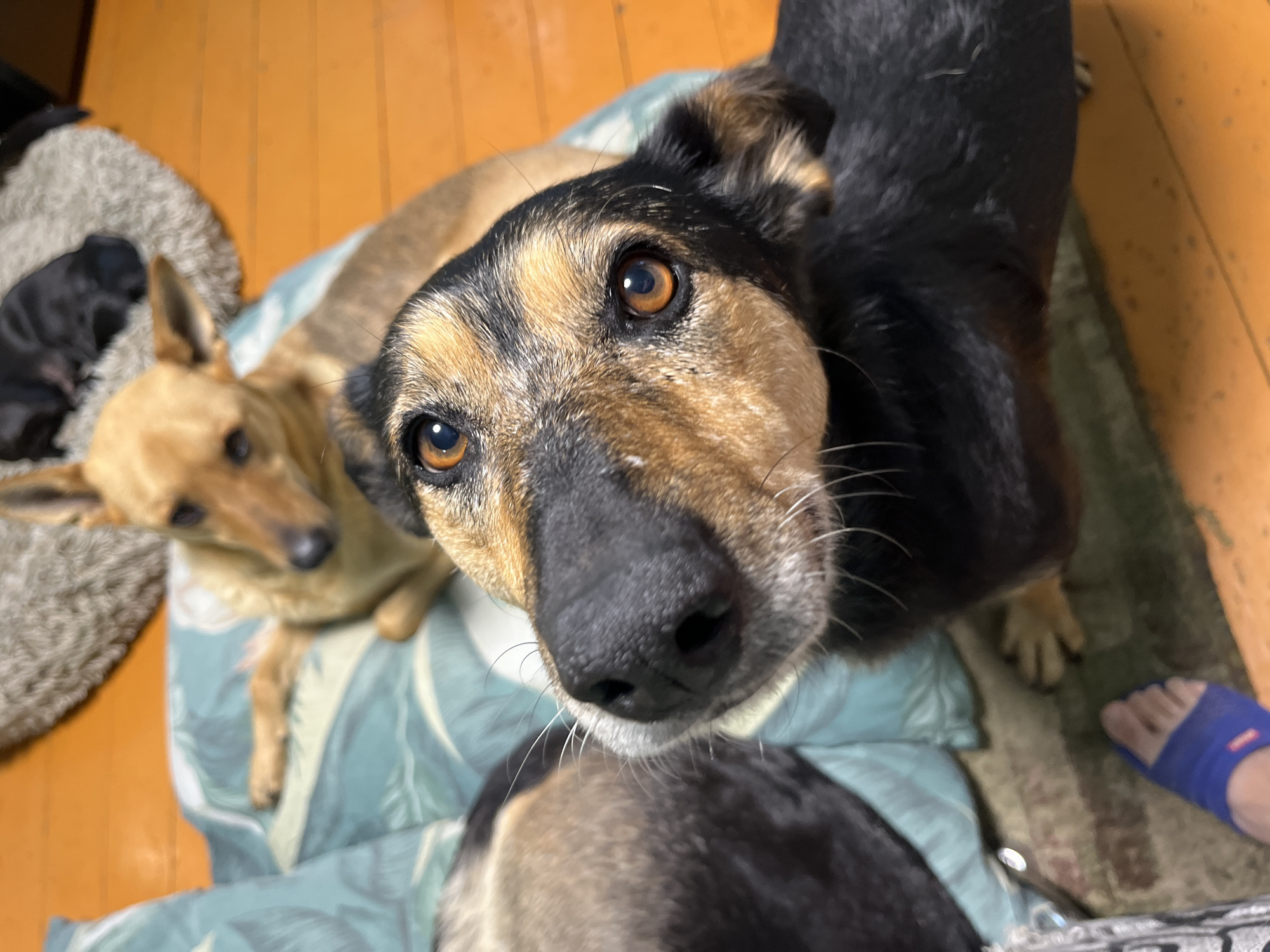 The image shows a close-up of a dog's face, with its nose and eyes prominent. In the background, another tan dog is lying down on a teal-colored blanket. To the right and behind the tan dog, a small black puppy is visible on a fuzzy gray mat. A person's foot wearing a blue slipper is in the lower left corner of the image. The scene appears to be indoors, with wooden flooring and a patterned blanket. There are no indications of the image being located in Nizhny Tagil, Russia.