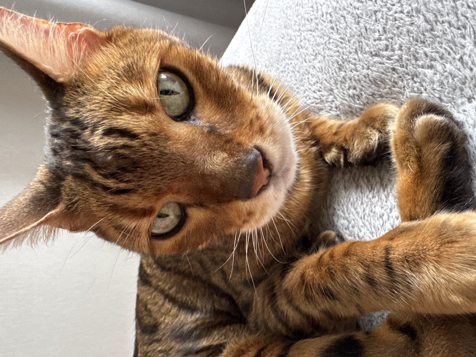 A close-up, eye-level, medium shot captures a Bengal cat resting on a textured gray surface. The cat is facing the camera, with its head angled slightly to the left. Its fur is a warm reddish-brown with distinct black spots and stripes. The cat's eyes are a striking green, with dark pupils. Its whiskers are long and white. The background consists of a plain white wall on the left and a gray curtain on the right, both out of focus. The lighting appears to be natural, casting soft shadows.