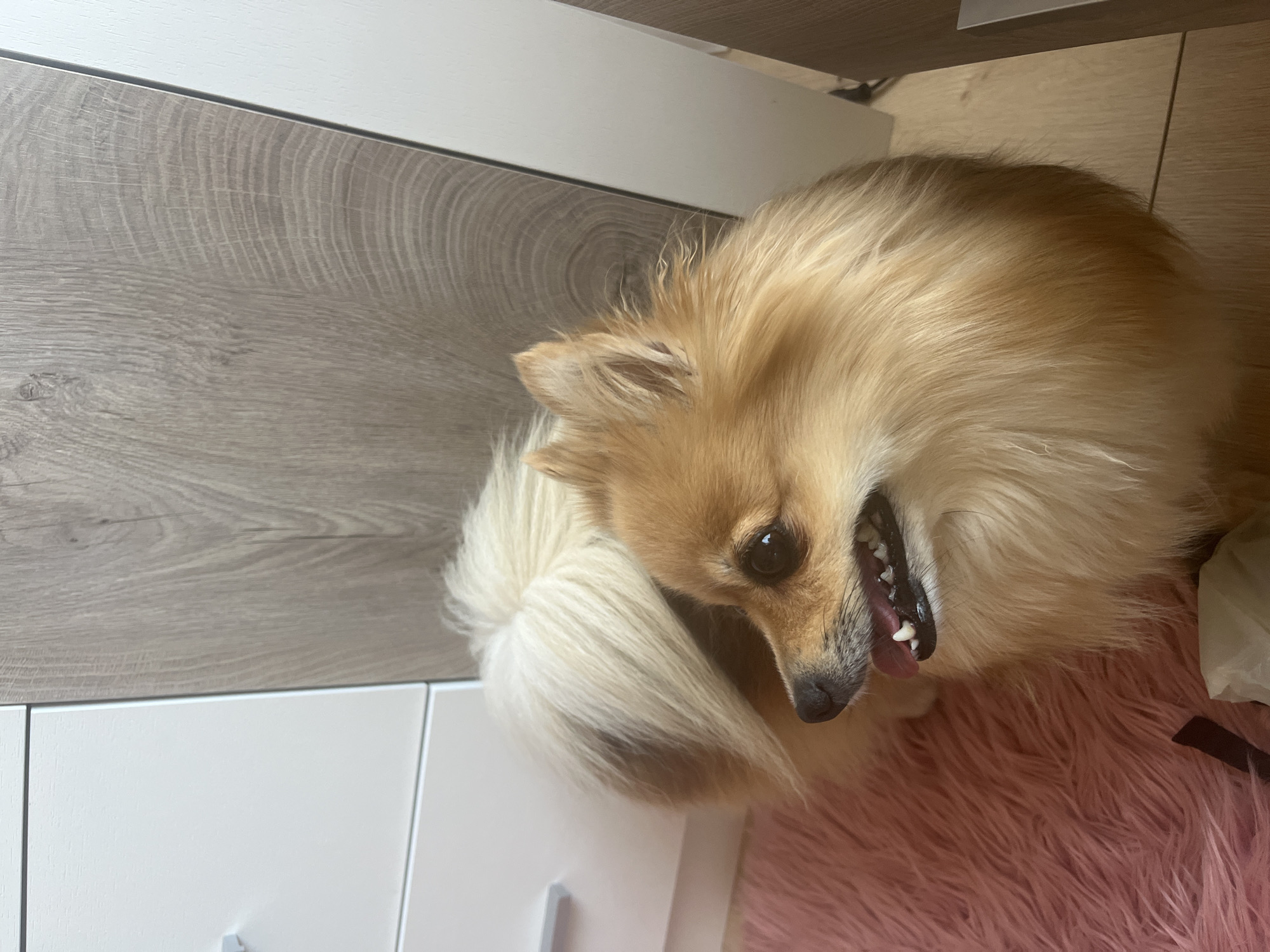 A light brown Pomeranian dog with a fluffy tail is sitting on a pink furry rug. The dog is facing left with its mouth open, showing its teeth and tongue. Behind the dog is a light wood-patterned cabinet. The dog is positioned near the corner of the cabinet and the rug. The scene appears to be indoors, likely in a residential setting in Montana, Bulgaria.