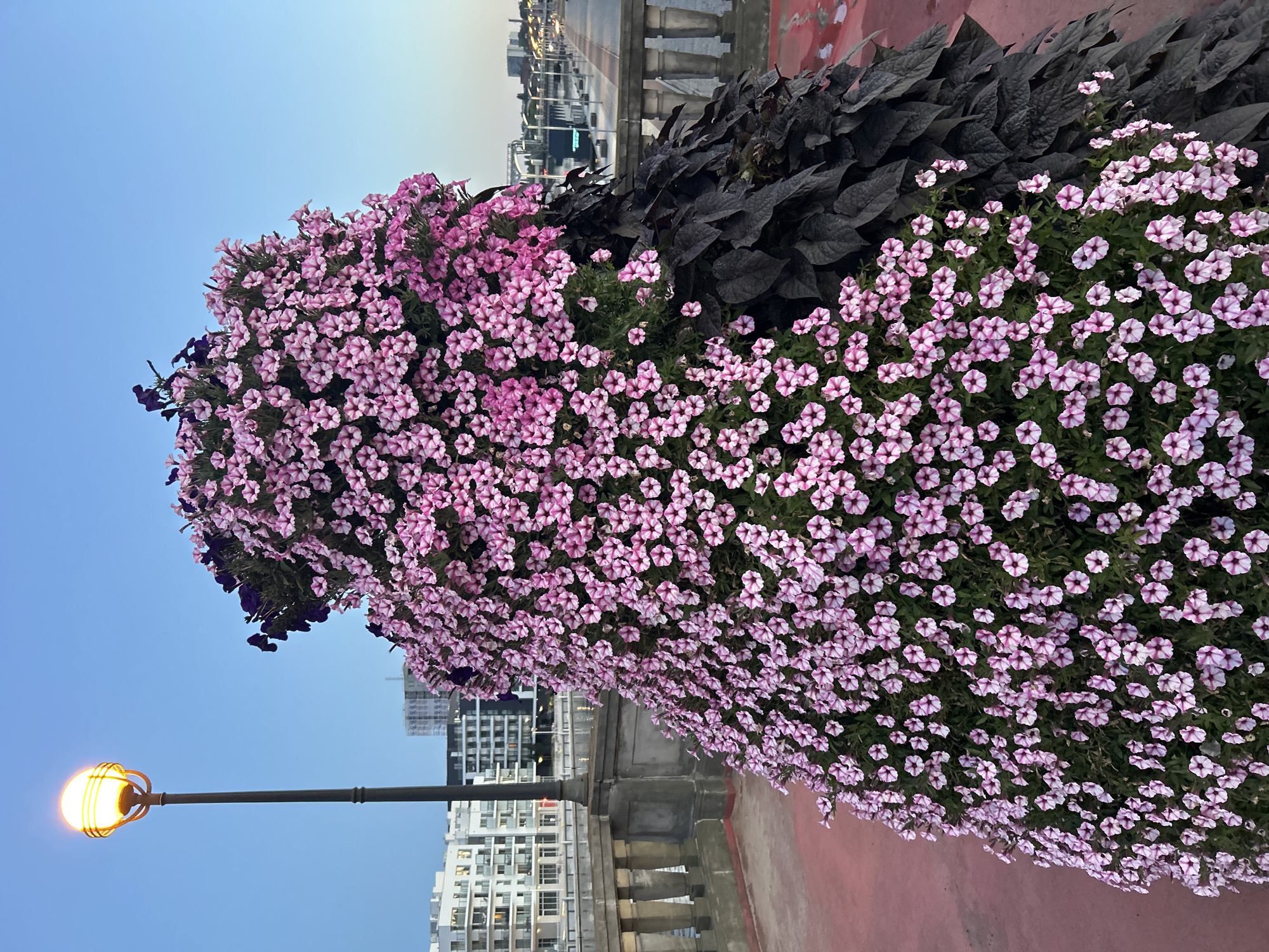 The image depicts a large, cone-shaped floral arrangement comprised primarily of pink and white petunias, with some dark purple flowers at the apex. To the right of the floral arrangement are dark-colored, leafy plants. The arrangement is situated on a reddish-colored paved area. In the background, there is a balustrade with stone pillars, a body of water, and modern white buildings. A street lamp with a glowing orange light is visible to the left of the floral arrangement. The sky is a clear, pale blue, indicating it is either dawn or dusk. This scene is located on the Wały Chrobrego promenade in Szczecin, Poland. No people are visible in the image.