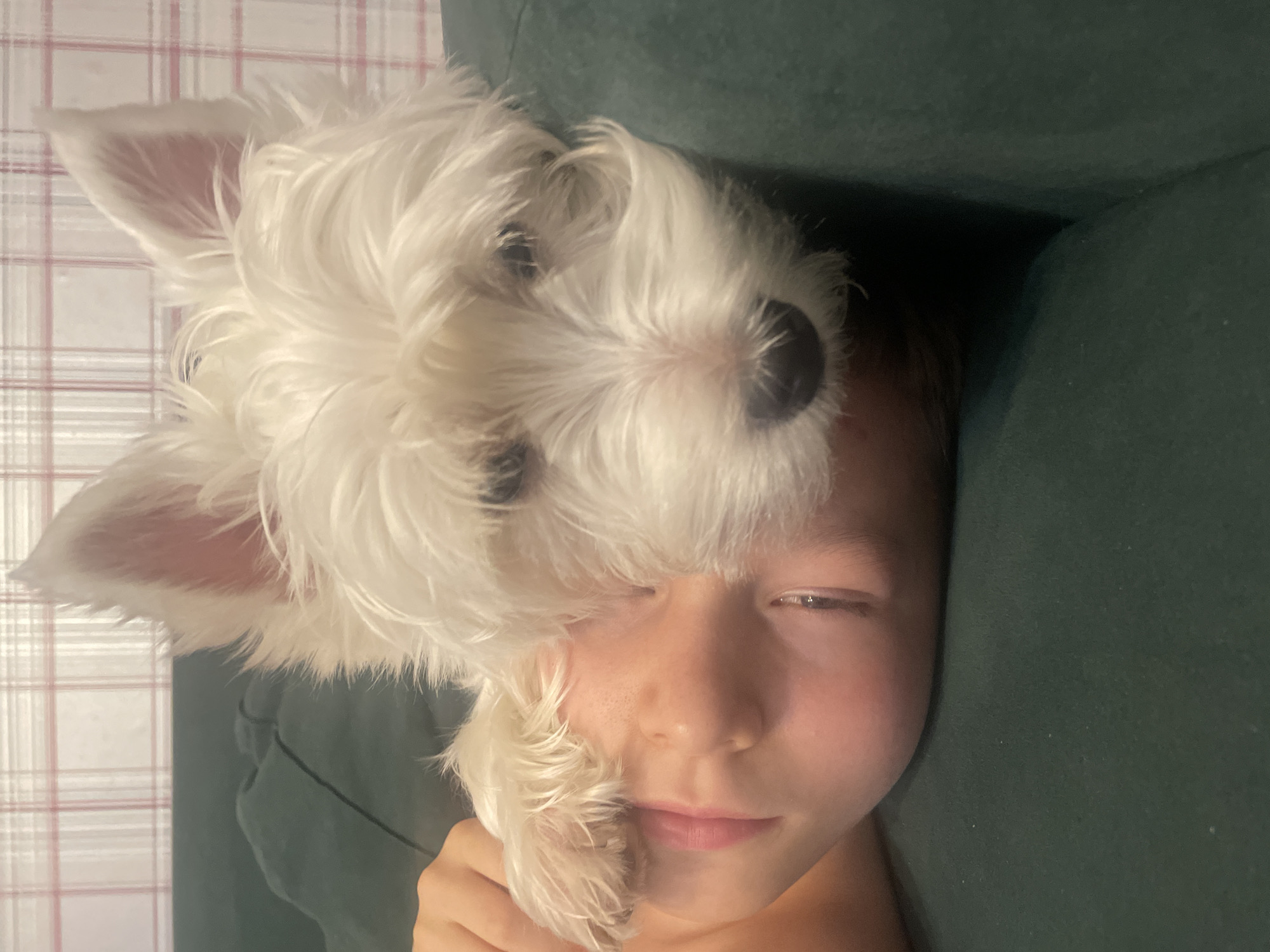 This media file depicts a close-up, intimate scene featuring a young person and a small white dog, lying down together. The person, appearing to be a child or pre-teen, has their eyes mostly closed, showing a serene and relaxed expression. A fluffy white dog, possibly a West Highland White Terrier, is resting its head and part of its body on the person's head and face. One of the dog's paws is gently placed on the person's cheek. The dog's dark eyes are partially obscured by its long, white fur, suggesting it is also in a state of rest.
The setting is indoors, with both subjects positioned on a dark green upholstered surface, likely a sofa or bed. To the left of the frame, behind the dog, a light-colored surface with a faint pink and white plaid pattern is visible, possibly a blanket or pillow. The lighting is soft and ambient, creating a peaceful atmosphere. The image conveys a strong sense of affection, comfort, and shared relaxation between the child and their pet. There are no discernible location cues within the image itself to indicate the provided context of Samara, Russia, nor is there any visible text. The time of day cannot be determined from the indoor lighting.