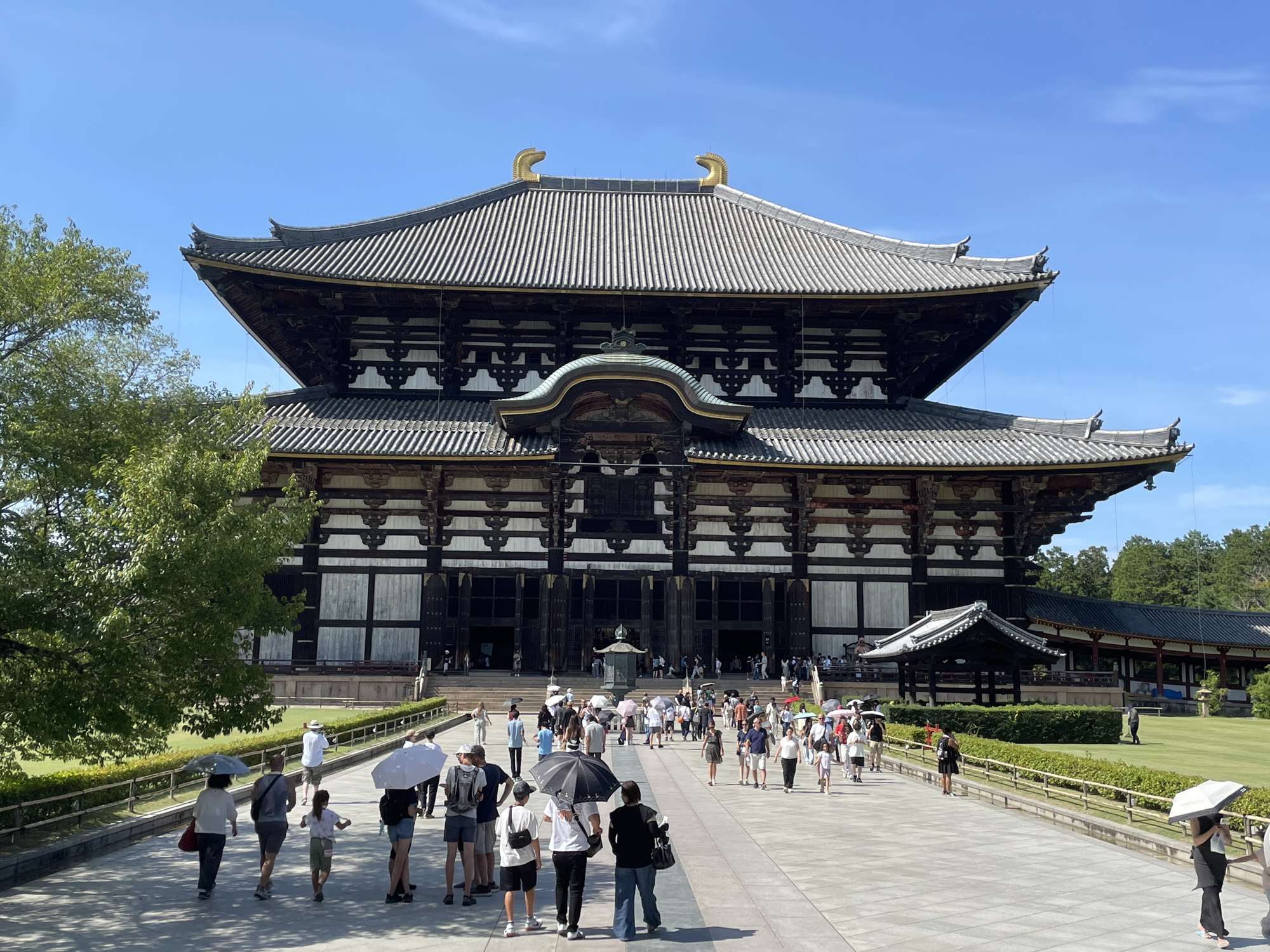 This is a photograph of Todai-ji Temple in Nara, Japan, on a clear, sunny day. The massive wooden structure of the Daibutsuden Hall, the main hall of the temple, dominates the scene, with its dark tiled roof and intricate wooden beams. Two golden, horn-like ornaments are visible on the peak of the roof.
In the foreground and midground, a paved walkway leads towards the temple entrance. Numerous people are walking on the walkway and gathering in front of the temple. Many are holding umbrellas to shield themselves from the sun, and some are carrying bags or backpacks. The people are dressed in casual summer attire, suggesting warm weather. A lush green lawn is visible to the right of the walkway, bordered by a low hedge. Trees, including a large deciduous tree with green foliage on the left, are also present. The sky is a clear blue with a few wispy clouds. The overall atmosphere is one of a tourist site with visitors exploring the historical landmark.