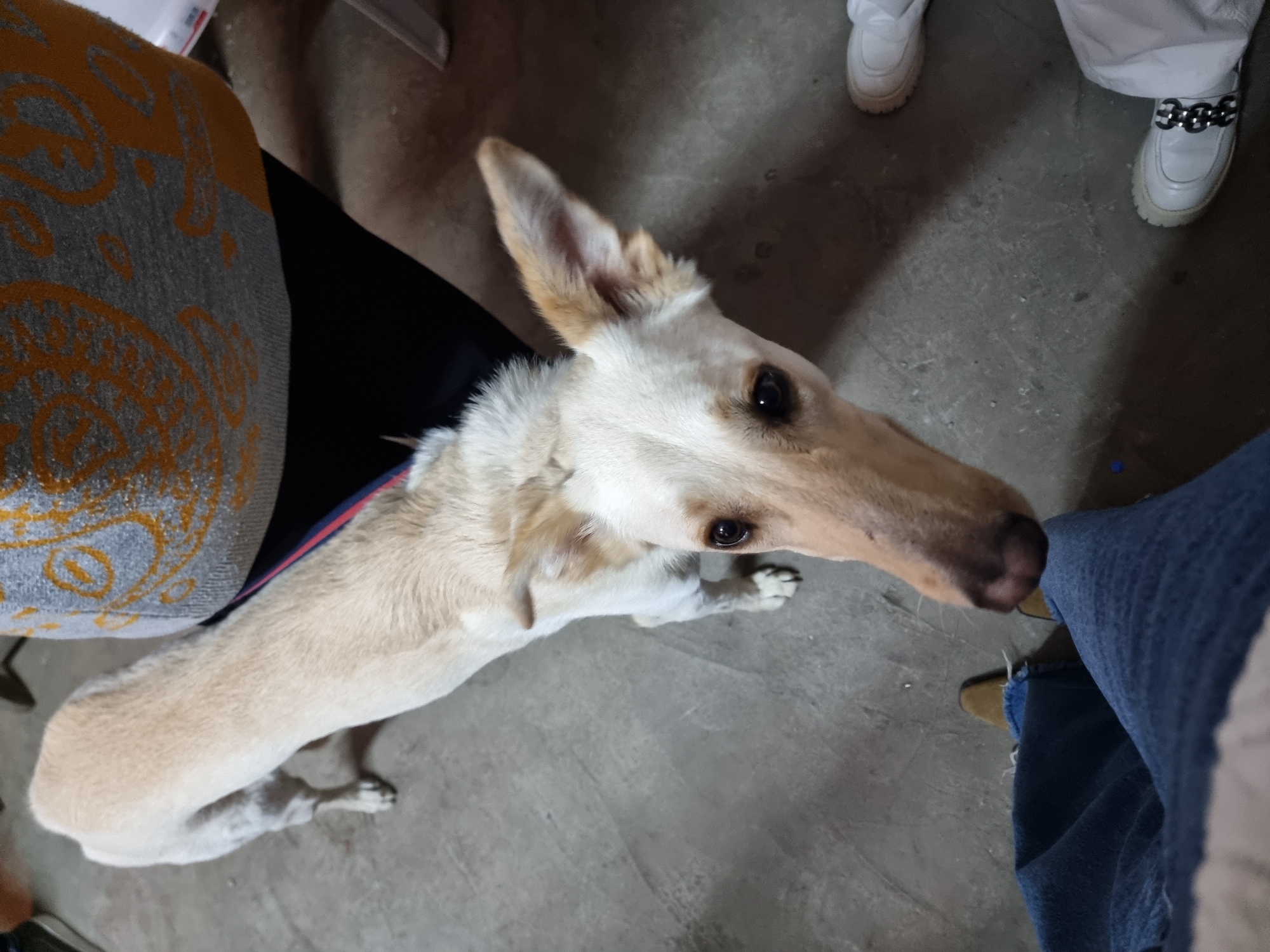 A dog with cream-colored fur, a long snout, and erect ears is positioned in the lower left portion of the frame, looking upward. The dog is near a cushion with orange and gray patterns, and what appears to be a person wearing jeans is partially visible on the right side of the image. The background is a gray floor. Shoes are visible in the upper right portion of the frame. The location in the city of Tel-Aviv, Israel cannot be determined from the given image.