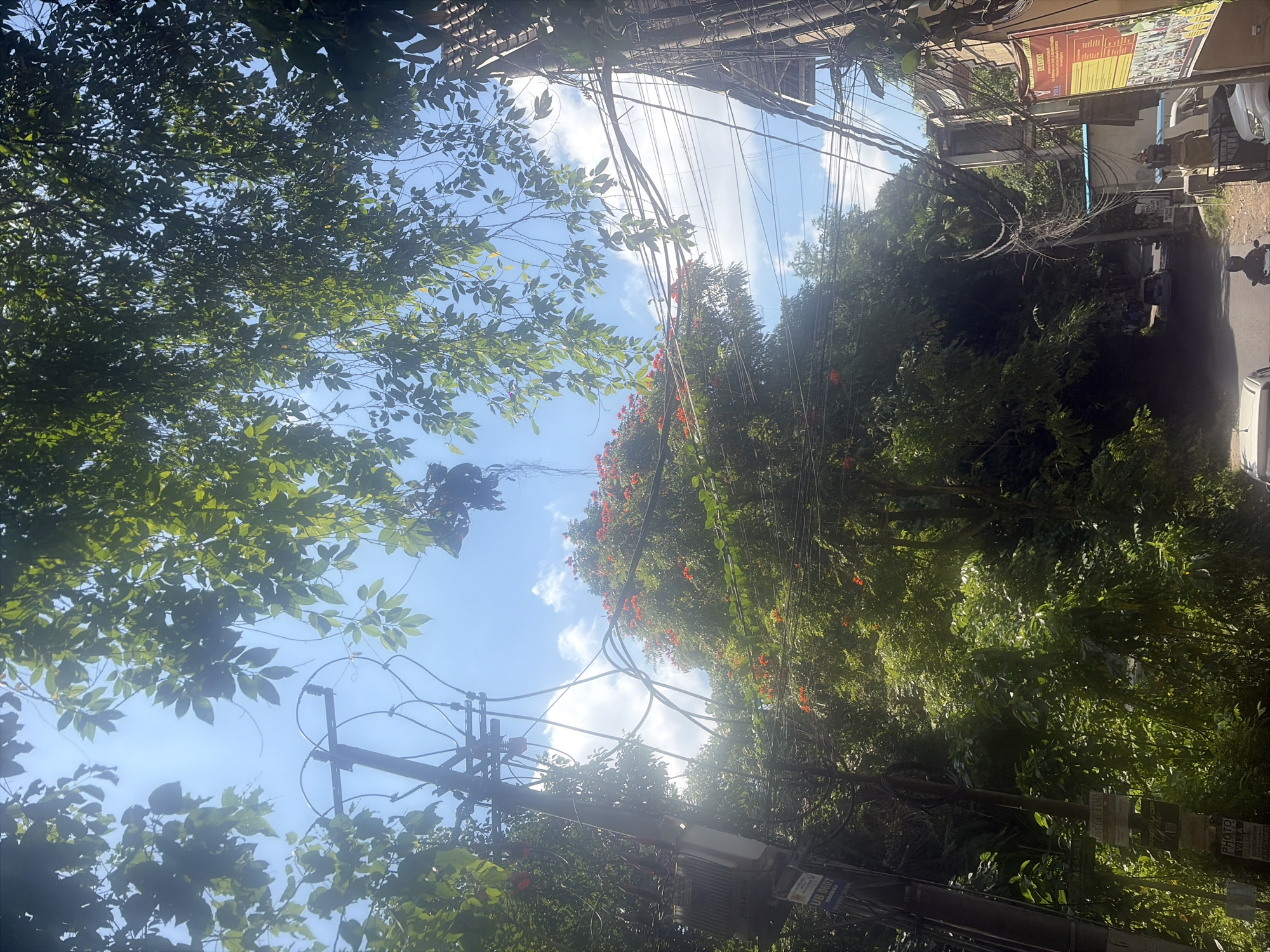 The image captures a street scene in the Ubud District, Indonesia, characterized by a dense overgrowth of trees and foliage framing a view of overhead electrical wires and poles. A vibrant tree with orange flowers stands out amidst the greenery. The sky is partly cloudy and bright, suggesting daytime. The street itself is visible in the lower portion of the frame, with a few vehicles and a person on a motorcycle. Buildings line one side of the street, with signs and architectural details suggesting a commercial or residential area. The overall impression is one of a tropical, urban environment with a strong presence of nature.