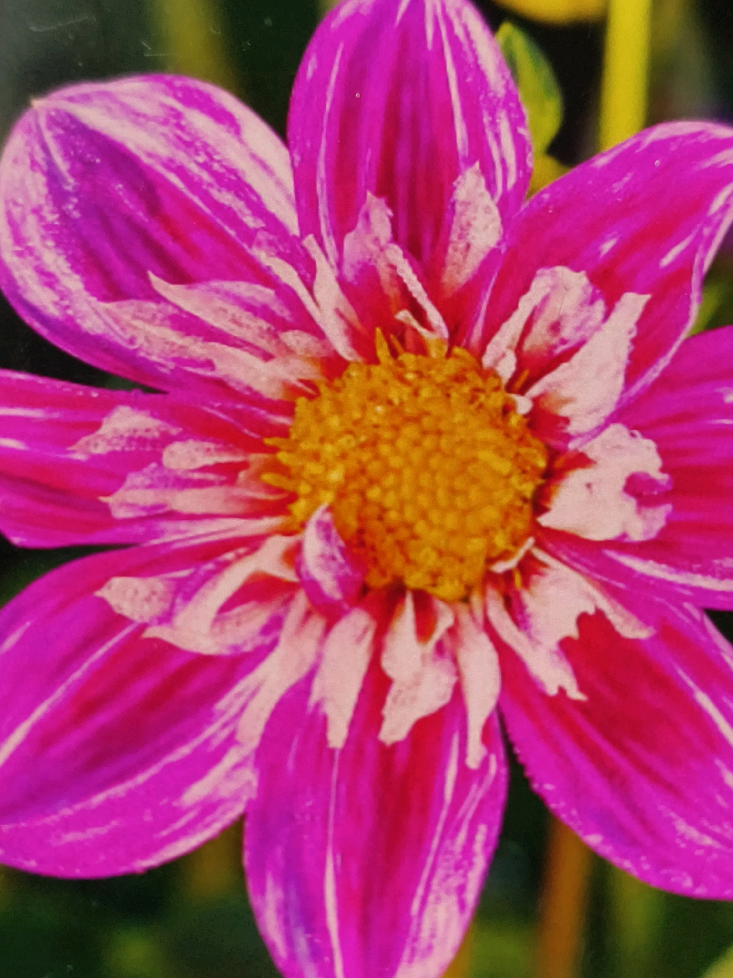 The image is a close-up, portrait-oriented photograph of a vibrant pink and white dahlia flower. The flower's center is a deep yellow, composed of many small, tightly packed florets. The petals are a striking fuchsia pink with prominent white streaks and irregular white patches. The petals are layered and slightly curved, with some showing serrated edges. The background is softly blurred, with dark green foliage and hints of yellow, suggesting an outdoor garden setting. There is no visible indication of any specific location within Umm Al Quwain, United Arab Emirates, or any human presence. The focus is entirely on the intricate details and vivid colors of the flower.