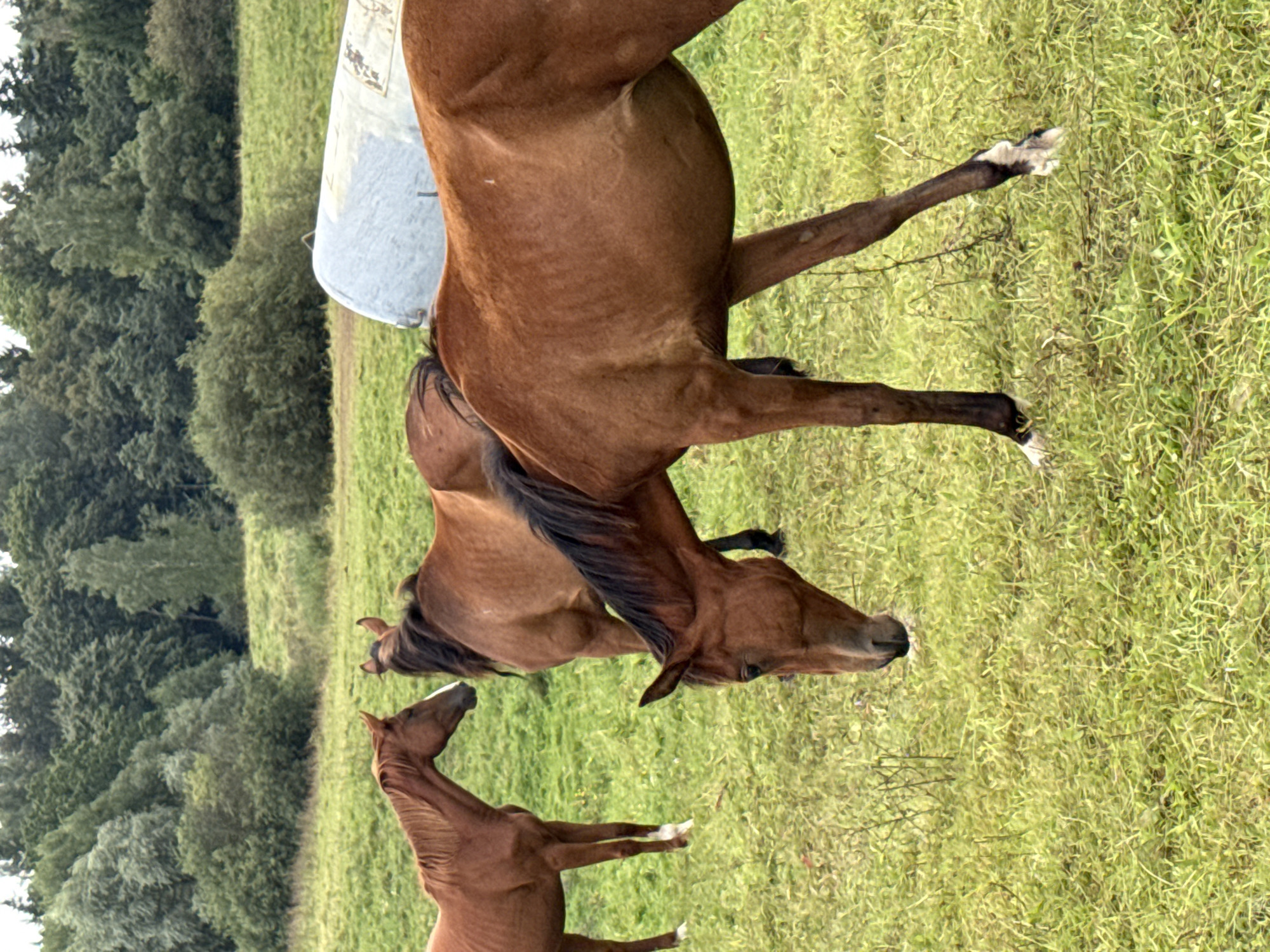 In Bendoriai, Lithuania, three brown horses are grazing in a grassy field. A large, cylindrical, silver object, possibly a water tank or silo, lies on its side in the background. The field is covered in green grass with some patches of dry vegetation. A line of trees forms the backdrop of the scene, with a dense forest beyond. The sky is overcast. The horse in the foreground is bending its head down to eat grass. Another horse stands to its left, facing away from the viewer, while a third horse is positioned behind the first two, with its head turned towards the left.