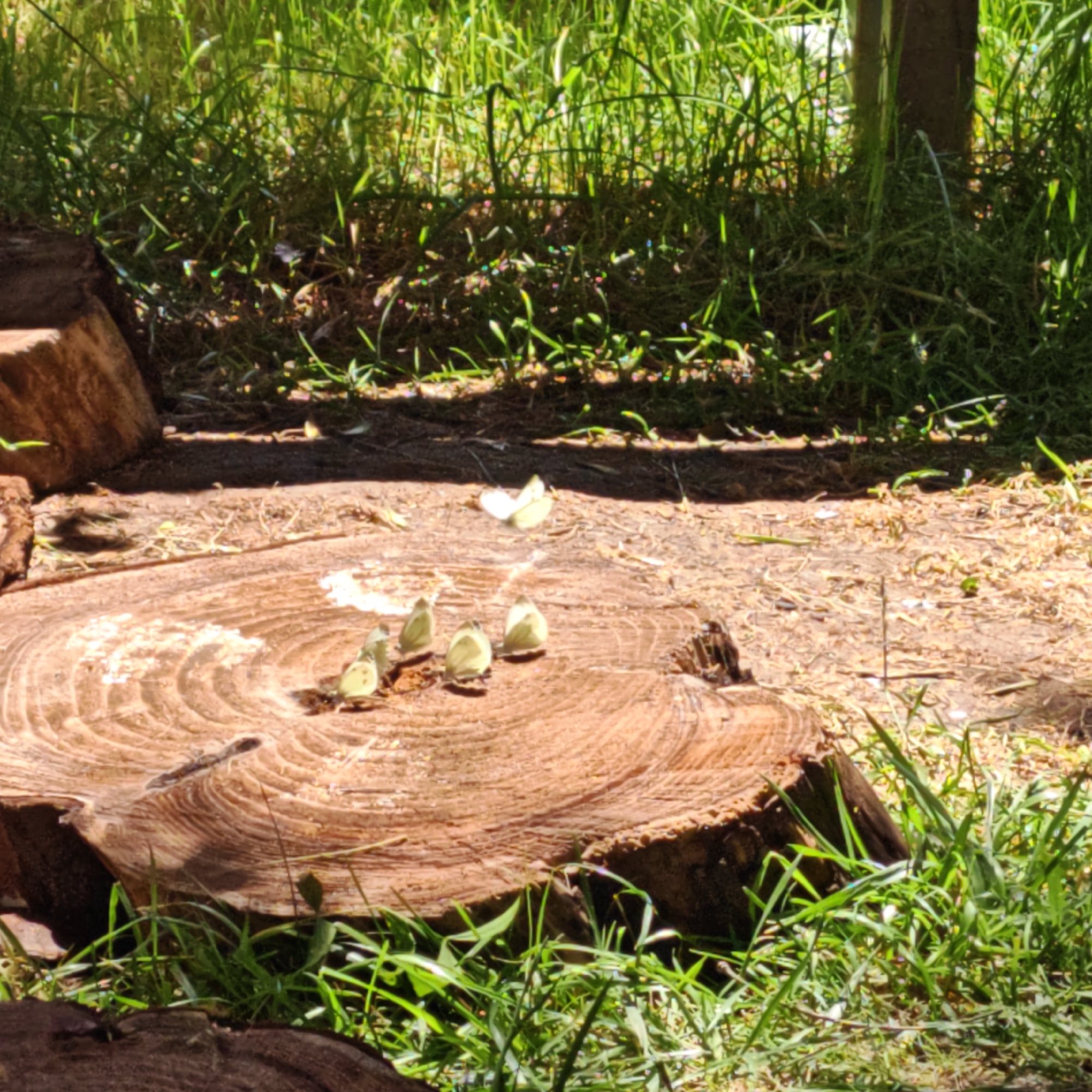 A natural outdoor scene depicts a tree stump in the foreground, resting on dirt and surrounded by green grass. Several white butterflies are perched on the surface of the tree stump, with one larger butterfly in the background appearing to fly away. Sunlight illuminates the scene, casting shadows and highlighting the textures of the wood and grass. The background is blurred, with hints of foliage and a wooden post. The image appears to be taken in daylight.