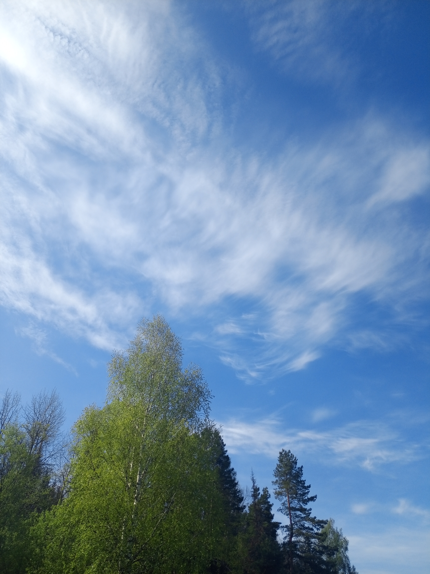 The image depicts a view in Ural'skoe, Russia, showcasing a clear blue sky filled with wispy cirrus clouds. In the foreground, a variety of trees are visible, including deciduous trees with bright green leaves, likely indicating springtime. Some evergreen trees are also present, silhouetted against the sky. The image captures a natural scene under a sunny sky in the given location.