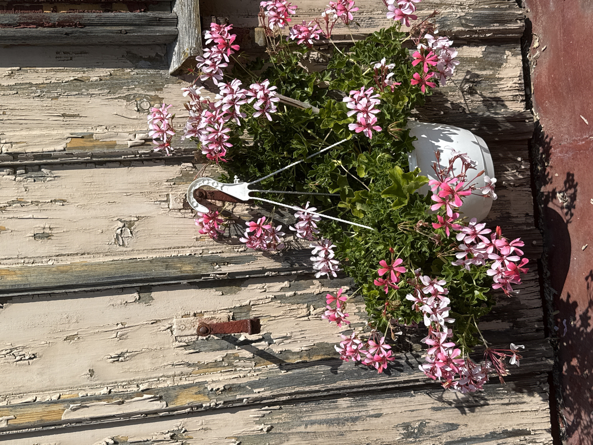 A close-up shot shows a white hanging flower pot filled with pink and white geraniums, suspended by a white plastic hook against a weathered wooden wall in Walkenried, Germany. The wall's paint is peeling, revealing aged wood underneath. A rusty metal bracket is visible on the left side of the wall. The lower portion of the image shows a reddish-brown surface with shadows cast by the hanging plant. The scene suggests an outdoor setting, possibly a garden or patio area of a building.