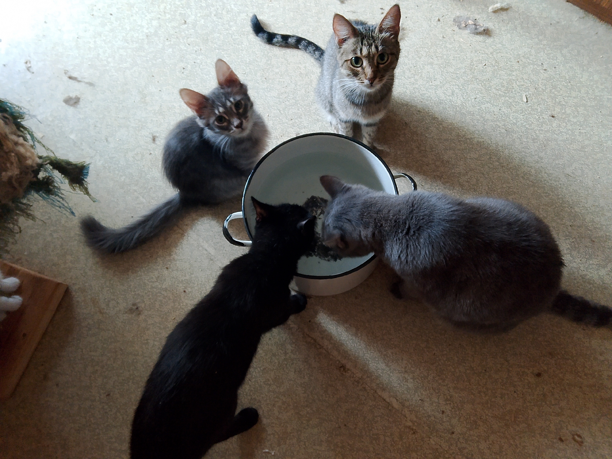 Four kittens are gathered around a white bowl of water on a light-colored, textured floor. A grey tabby kitten with striped markings sits to the right, looking directly at the camera. To its left, a smaller grey kitten with darker stripes also sits, looking towards the bowl. A black kitten is bent over the bowl, drinking. A grey kitten is also drinking from the bowl, positioned opposite the black kitten. In the background, to the left, a piece of woven material with green accents is visible, and a wooden object is partially in frame at the bottom left. The scene appears to be indoors. The location is not specified in the image.