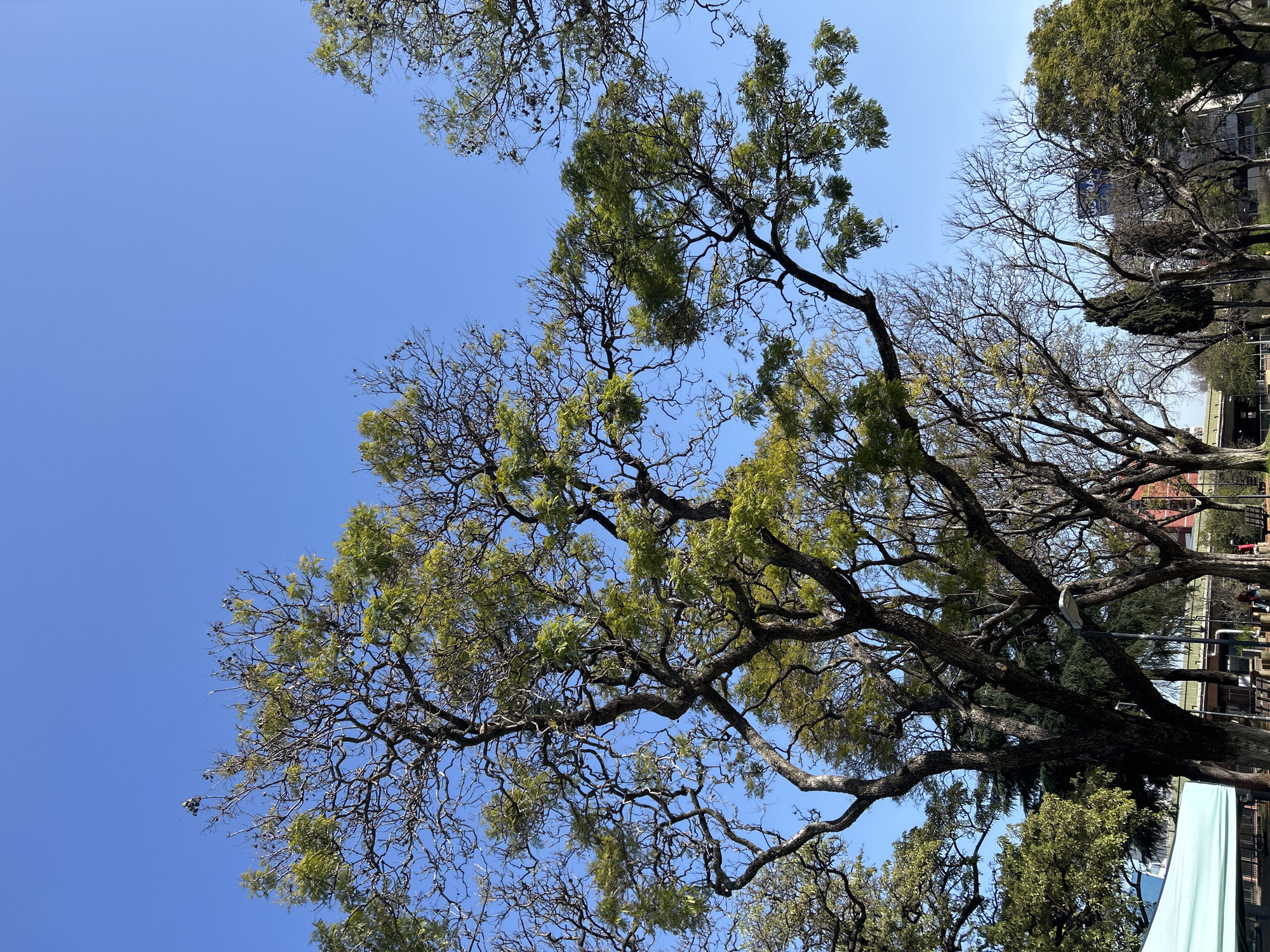This is a low-angle, full-shot, eye-level, outdoor photograph of a park in Buenos Aires, Argentina, on a clear, sunny day with a vibrant blue sky. The main focus is a large, mature tree with intricate, branching limbs and sparse green foliage. The tree's bark is dark and textured. In the background, several other trees are visible, some with more leaves than others, and some appearing to be deciduous and bare.
Further in the distance, there are hints of urban infrastructure: a light pole, what appears to be a building with blue signage, and the tops of other structures suggesting a city environment. Some dark, small seed pods or dead leaves are visible clinging to the branches of the main tree. The overall impression is one of a serene, natural space within an urban setting.