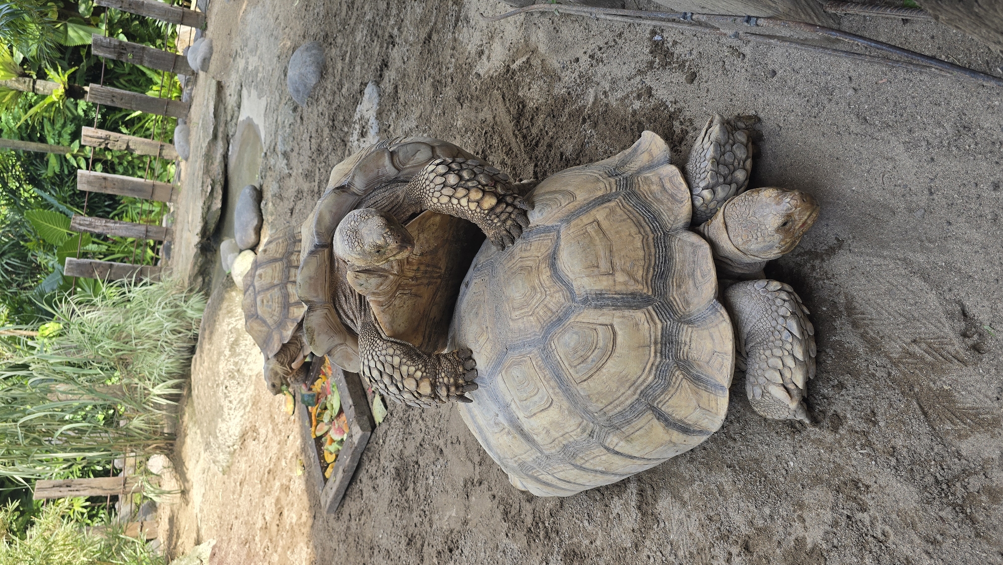 In Celuk, Indonesia, the scene depicts three tortoises on a sandy surface. One tortoise is partially atop another, its forelimbs resting on the larger tortoise's shell. A third tortoise is visible to the side. The location appears to be an enclosure, with a wooden fence and foliage visible in the background. A wooden tray containing colorful fruit and vegetable pieces is nearby. The ground is composed of rough sand.