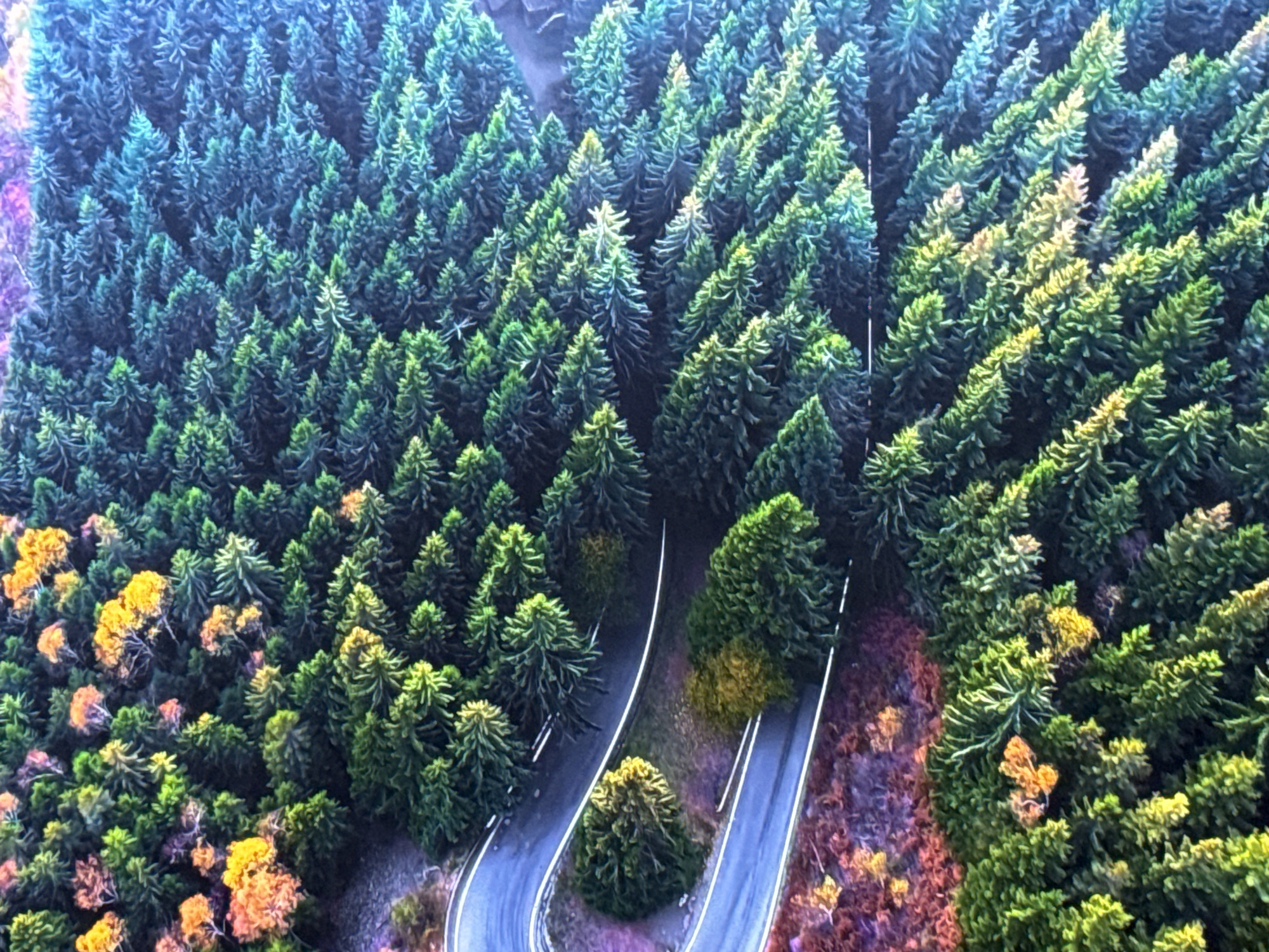 The image is an aerial drone shot of a winding road through a dense forest. The forest is predominantly coniferous with varying shades of green and some scattered deciduous trees showing autumn colors of yellow, orange, and purple. The road is paved, with white lines marking the lanes, and it curves sharply through the landscape. Sunlight highlights some of the treetops, creating a dappled effect. The scene evokes a sense of natural beauty and perhaps a remote or mountainous location. There are no people or man-made structures visible besides the road itself. The origin of the image is stated to be the city of Burgas, Bulgaria, though the specific location within Burgas is not identifiable from the image content.