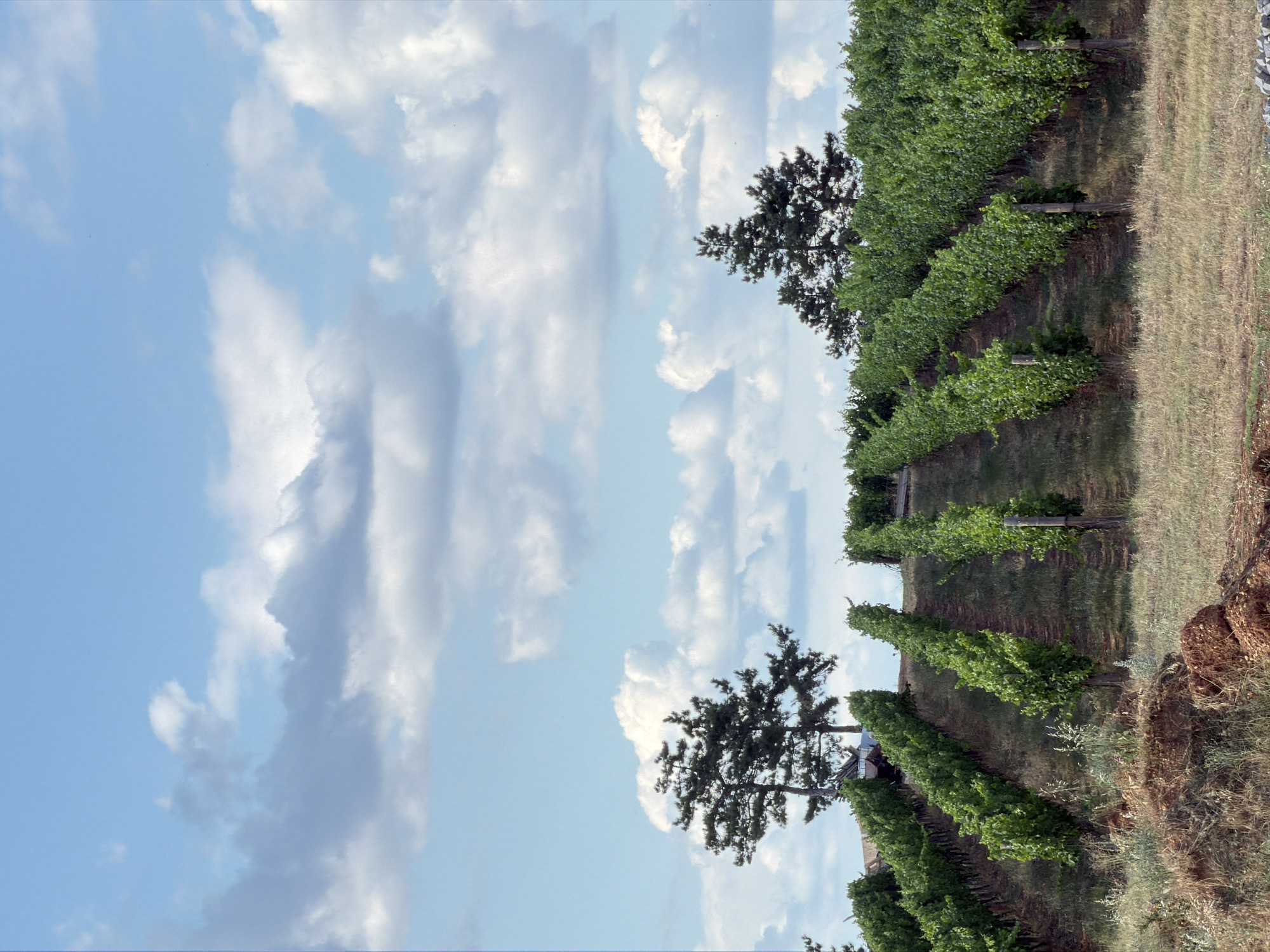 The image depicts a vineyard under a partly cloudy sky. Rows of green grapevines stretch up a gentle slope, interspersed with dry grass and soil. In the background, several tall, dark green pine trees stand against the sky. The scene appears to be a rural landscape, likely a vineyard in or around Kocherinovo, Bulgaria, given the context provided. There are no people or animals visible in the image. The lighting suggests it is daytime.