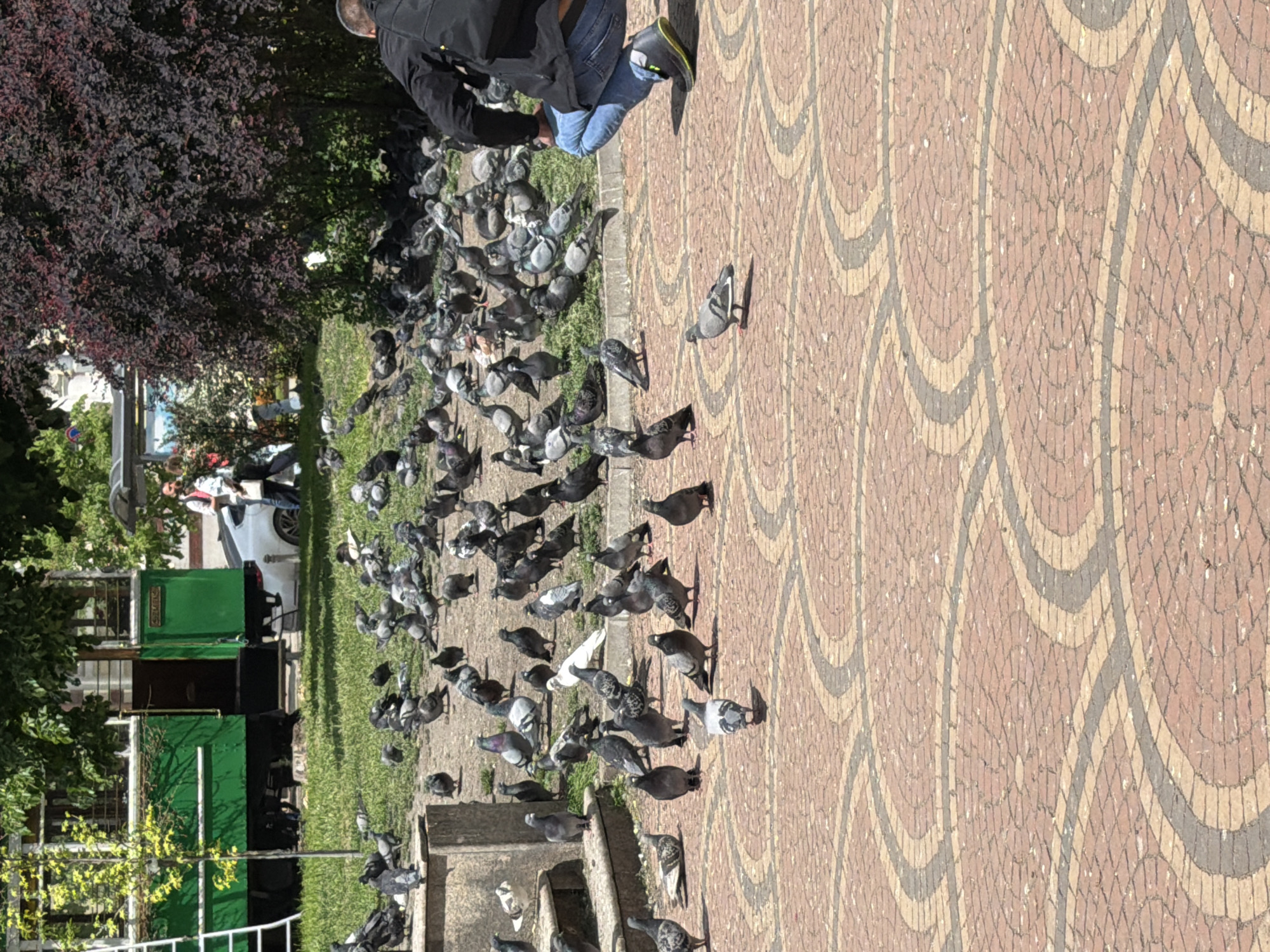 The image captures a scene in a public space, likely a park or plaza, in an urban area. At the top edge, part of a person dressed in dark clothing and jeans is visible, seemingly interacting with a flock of pigeons. Numerous pigeons of various shades of gray and white are scattered across the ground. The ground itself is paved with a reddish-brown brick pattern featuring decorative arcs. To the left of the pigeons, there's a patch of green grass and some trees and shrubs. A green vehicle, possibly a small train or a vintage streetcar, is parked nearby, suggesting the location may be a tourist attraction or a recreational area. In the background, a white car and pedestrians are faintly discernible.