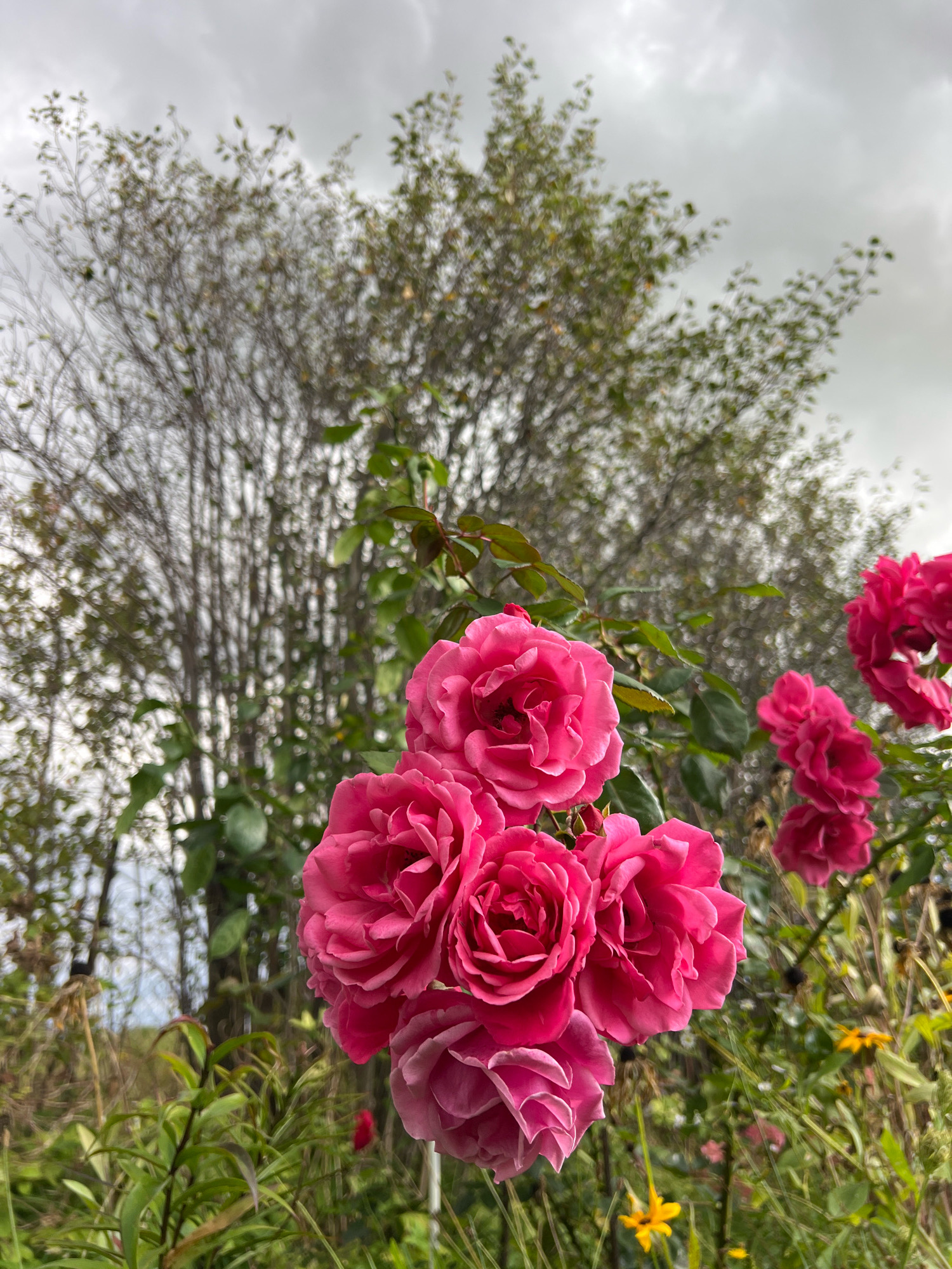 In Fasty, Poland, a cluster of bright pink roses is in full bloom, occupying the foreground of the image. The roses are slightly out of focus, with their petals showing intricate detail. Behind the roses, a tall, bare-branched tree stands against a cloudy sky. The tree's branches are thin and sparse, with a few scattered leaves. The overall scene is one of natural beauty, with the vibrant colors of the roses contrasting with the muted tones of the sky and tree. The lighting suggests an overcast day, possibly late afternoon or early morning. The background is blurred, creating a shallow depth of field that emphasizes the roses.