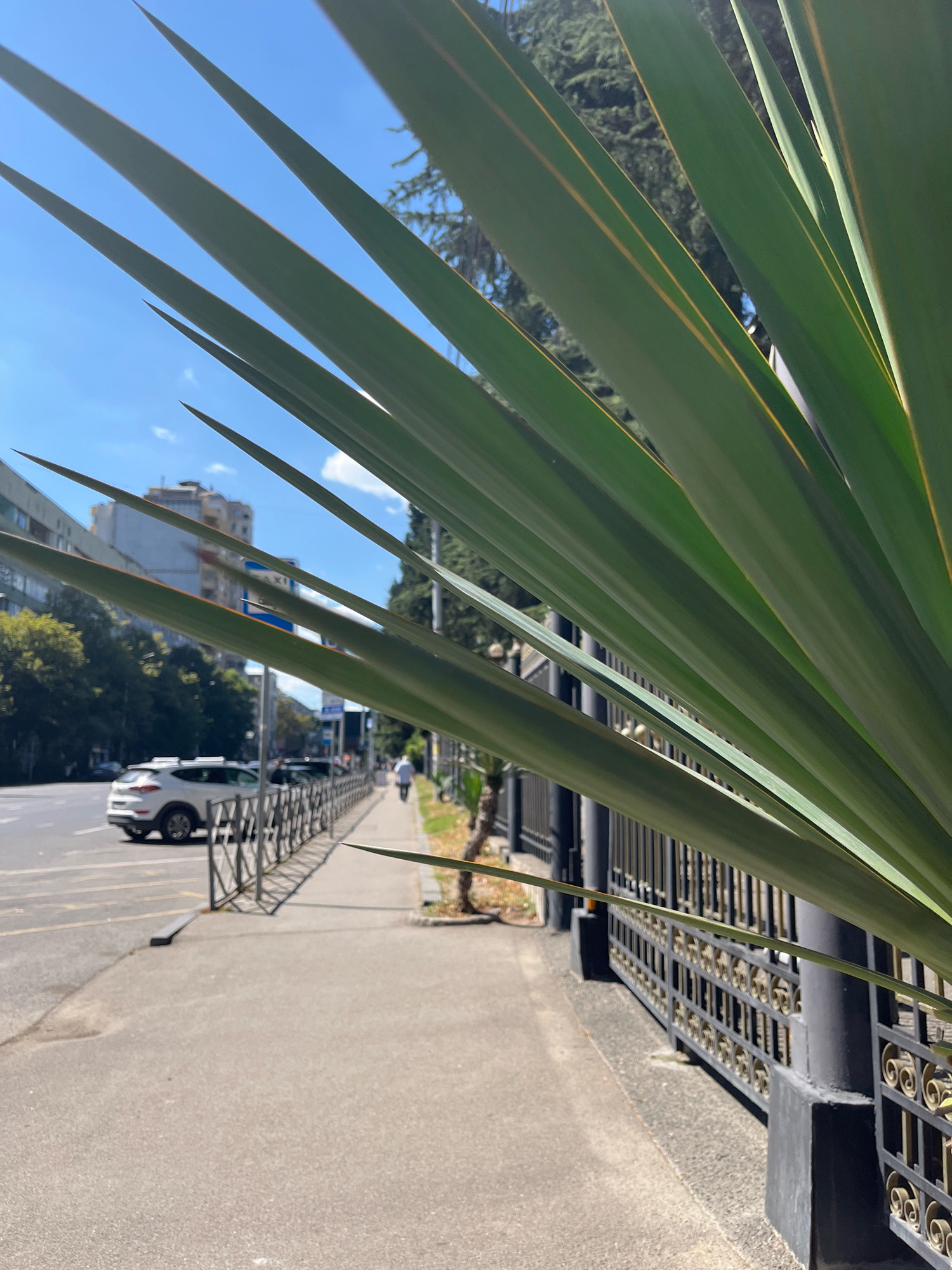The image captures a sunlit street scene with a focus on a large, spiky green plant in the foreground, its leaves dominating the right side of the frame. Beyond the plant, a sidewalk runs parallel to a street with light traffic, including a white SUV on the left. A decorative black metal fence with gold scrollwork lines the sidewalk. In the background, several multi-story buildings are visible, suggesting an urban environment. The sky is a clear blue. The overall impression is that of a typical day in an urban setting, with the plant acting as a natural framing element. The scene is located on Rustaveli Avenue in Tbilisi, Georgia.