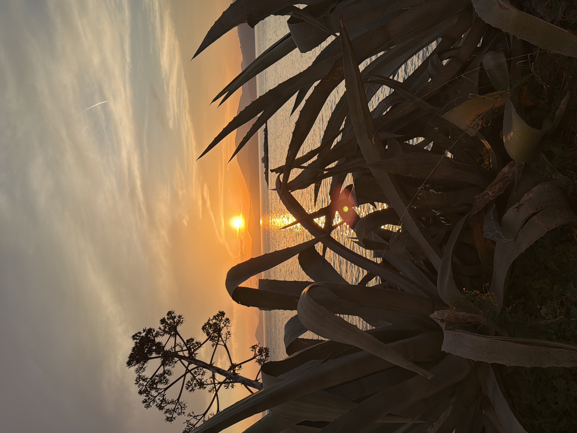 The image captures a sunset scene in Hydra, Greece, featuring agave plants in the foreground. The sun is low on the horizon, creating a bright reflection on the water. Silhouette of an island appears in the distance. The sky shows variations in color from light gray to orange. A contrail from an airplane is visible in the upper left part of the sky.