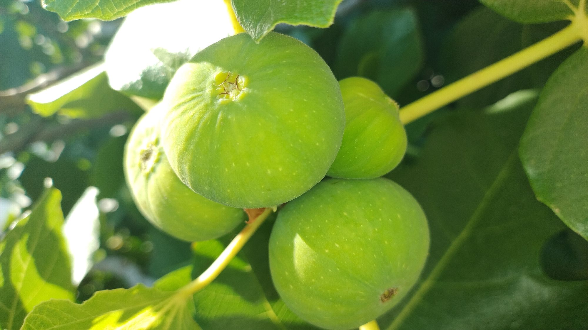 A close-up shot captures a cluster of four unripe, green figs hanging from a branch amongst lush green leaves. The sunlight filters through the leaves, casting dappled shadows and highlights on the fruit. The figs are round and smooth, with a few small white dots visible on their surfaces. One fig at the top of the cluster has a small, dry calyx at its tip. The background is a blur of green foliage and bright spots of light, suggesting an outdoor setting. The image appears to be taken in Neoi Epivates, Greece, likely in a garden or orchard.