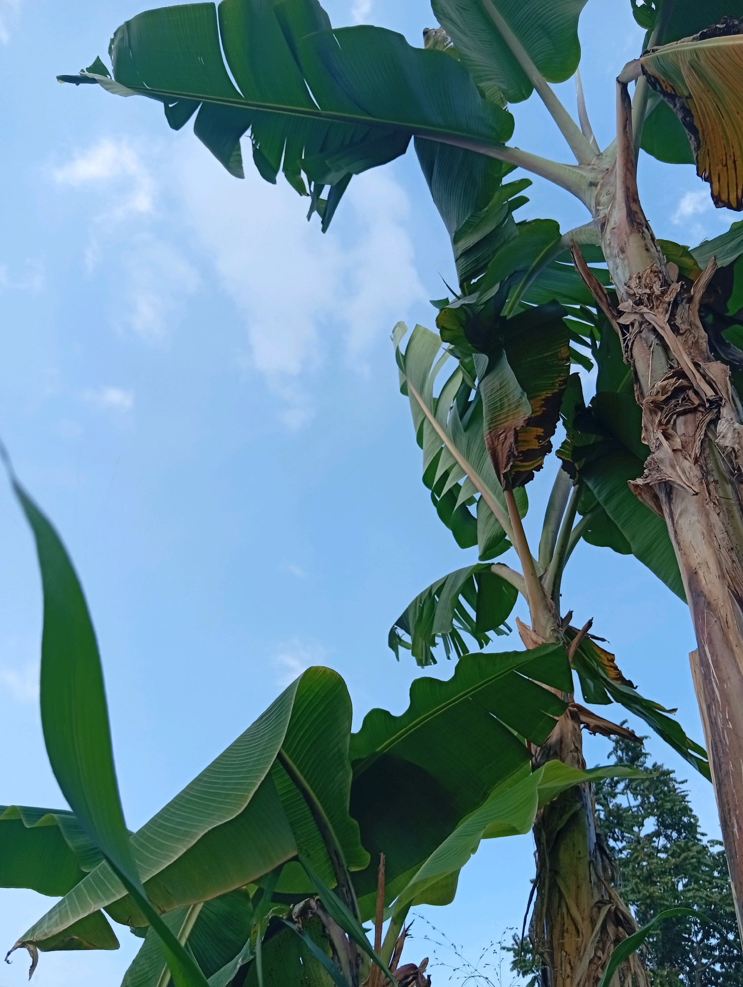 A low-angle shot captures the underside of large, green banana leaves against a bright blue sky with scattered white clouds. Two banana trees are visible, their thick, fibrous trunks taking up a significant portion of the right side of the frame. One tree trunk is more textured and appears older, with dried, peeling bark. The other trunk is smoother and lighter in color. The large leaves, some fully intact and vibrant green, others showing signs of yellowing and browning at the edges, fan out from the trunks. In the background, the upper branches of other trees, possibly pine trees due to their conical shape, are visible against the sky. The scene appears to be outdoors in a natural setting.