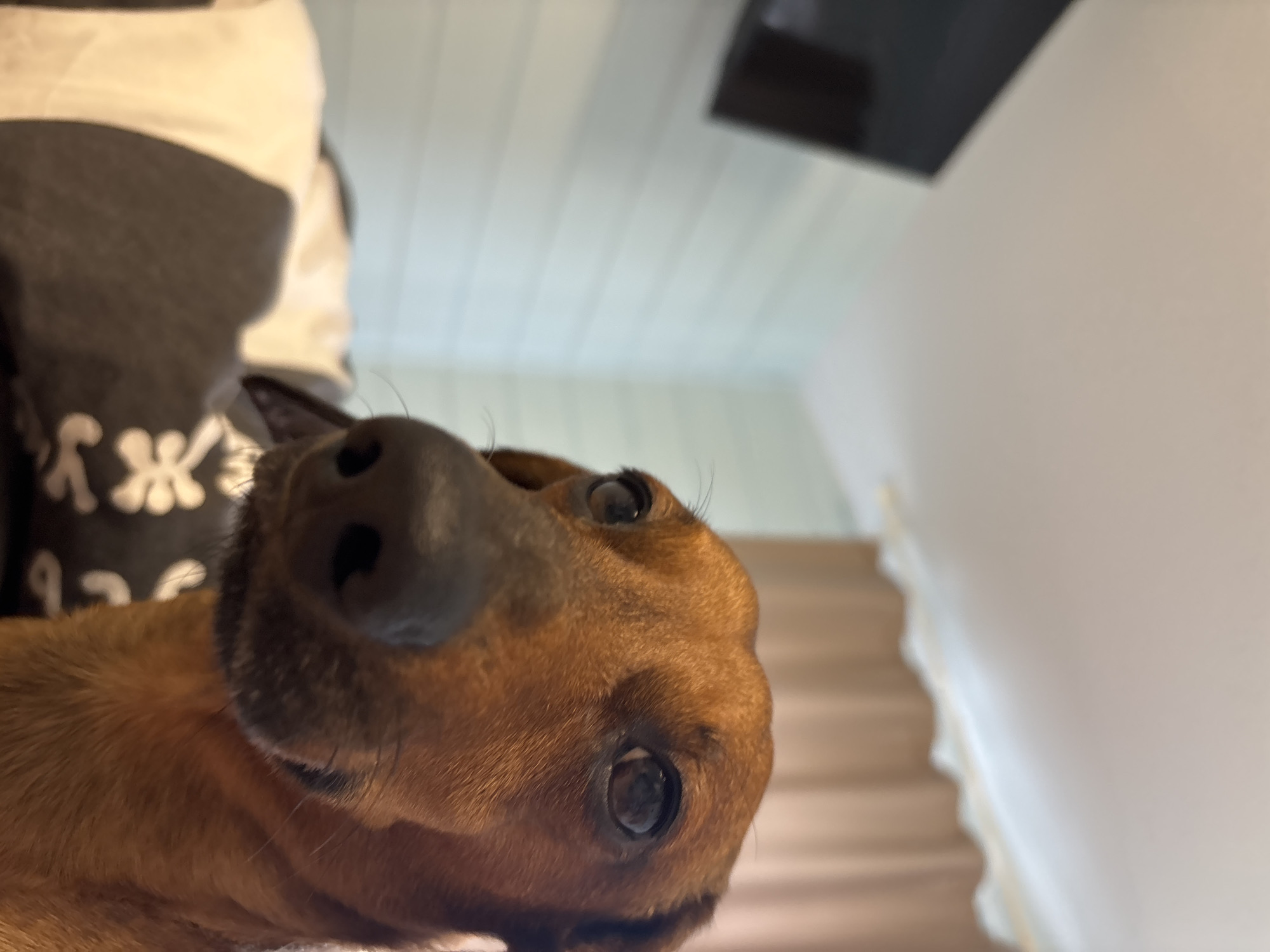 A close-up photograph shows a brown dachshund-like dog looking directly at the camera with its head tilted. The dog's large, black nose is very prominent in the foreground. Behind the dog is a pillow with a black and white pattern. The background shows a white wall with horizontal paneling and a black object, possibly a television, mounted on the wall. The location is unknown and there is no indication of the image being taken in Razdolie, Russia.