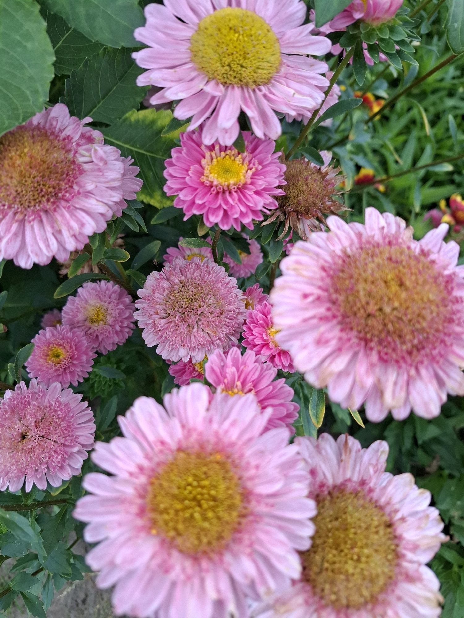 This image shows a close-up, eye-level view of a cluster of pink asters with yellow centers, interspersed with green leaves. The flowers are of varying sizes and stages of bloom, with some petals appearing crisp and others slightly wilted or faded. The background is a blur of more green foliage and hints of other colored flowers, suggesting a garden setting. There are no people or visible signs of human activity. The image does not contain any information that would allow for the determination of its location in Romantik, Russia.