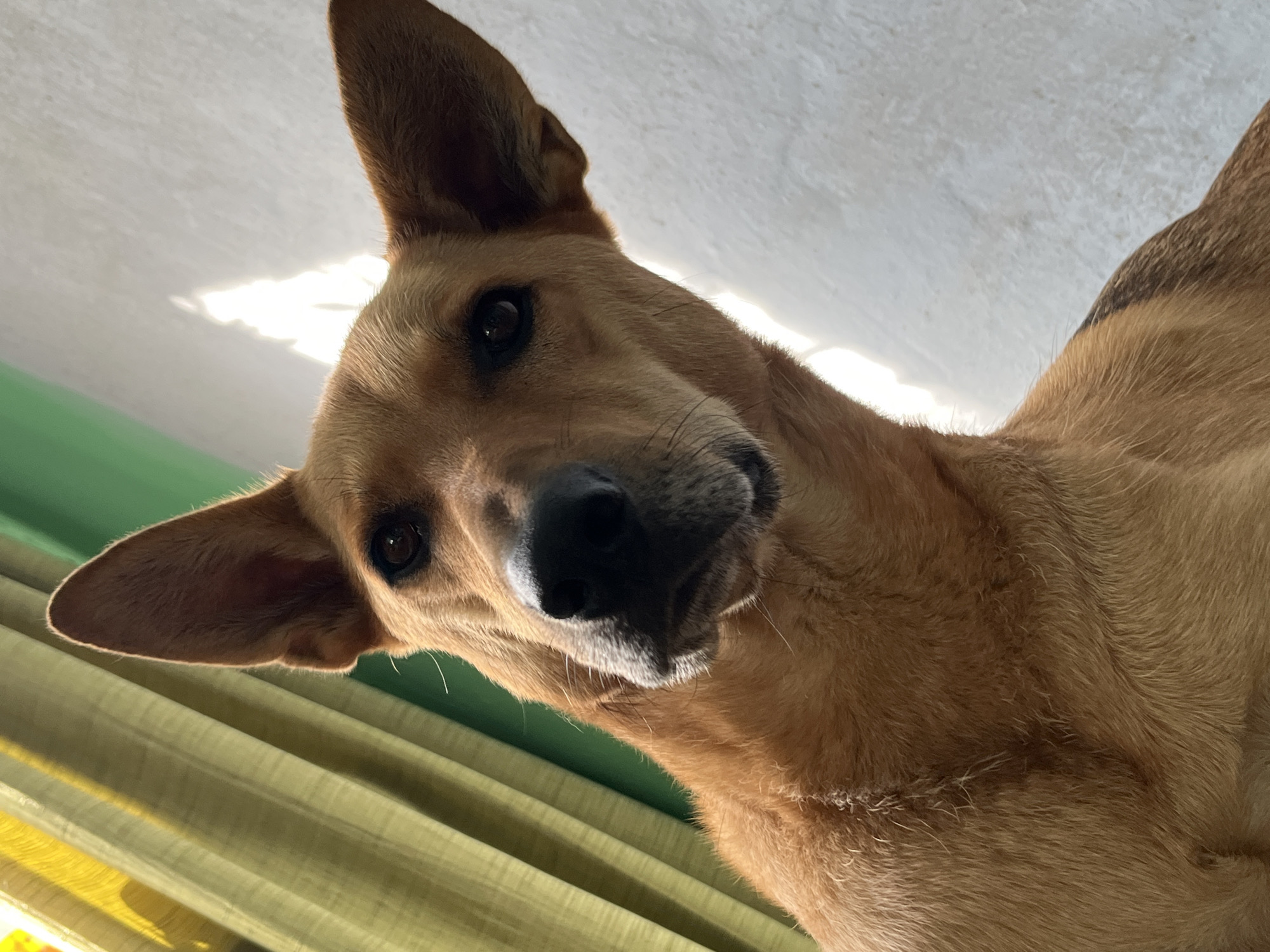 The image is a close-up, low-angle shot of a tan dog with large ears, looking directly at the camera. The dog's fur is short and appears somewhat ruffled. Sunlight casts a bright reflection on the wall behind the dog. To the left of the dog, a green curtain with vertical folds is visible, with some light filtering through it. The background consists of a white, textured wall and the green curtain. The image does not contain any information that allows for the determination of its location in the city of Nizhny Tagil, Russia.