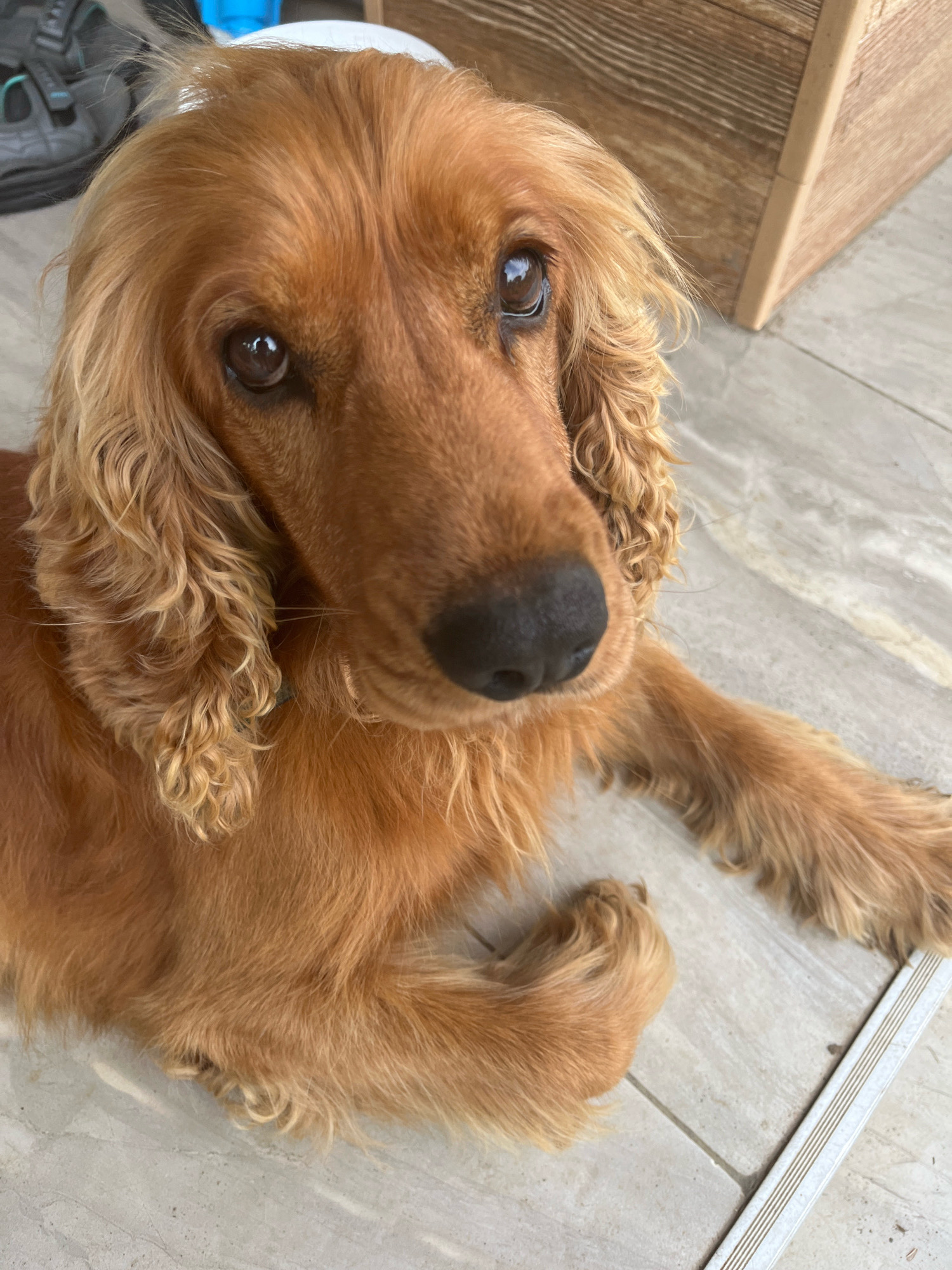 A close-up shot shows a golden-colored dog, likely a Cocker Spaniel, lying on a light-colored tiled floor. The dog is facing the camera, with its head slightly tilted to the right. Its large, dark eyes are prominent, and its nose is black and moist. The dog's ears are long and floppy, with curly golden fur. The fur on its body is a similar golden hue, with some lighter strands visible. In the background, to the right, is a portion of a wooden structure, possibly furniture or a wall, with a textured grain pattern. To the far left, out of focus, are parts of a dark grey sandal with teal accents, and a bright blue object, possibly a container. The lighting suggests an outdoor or well-lit indoor environment. The scene appears to be in Ureki, Georgia, known for its sandy beaches and mineral springs.