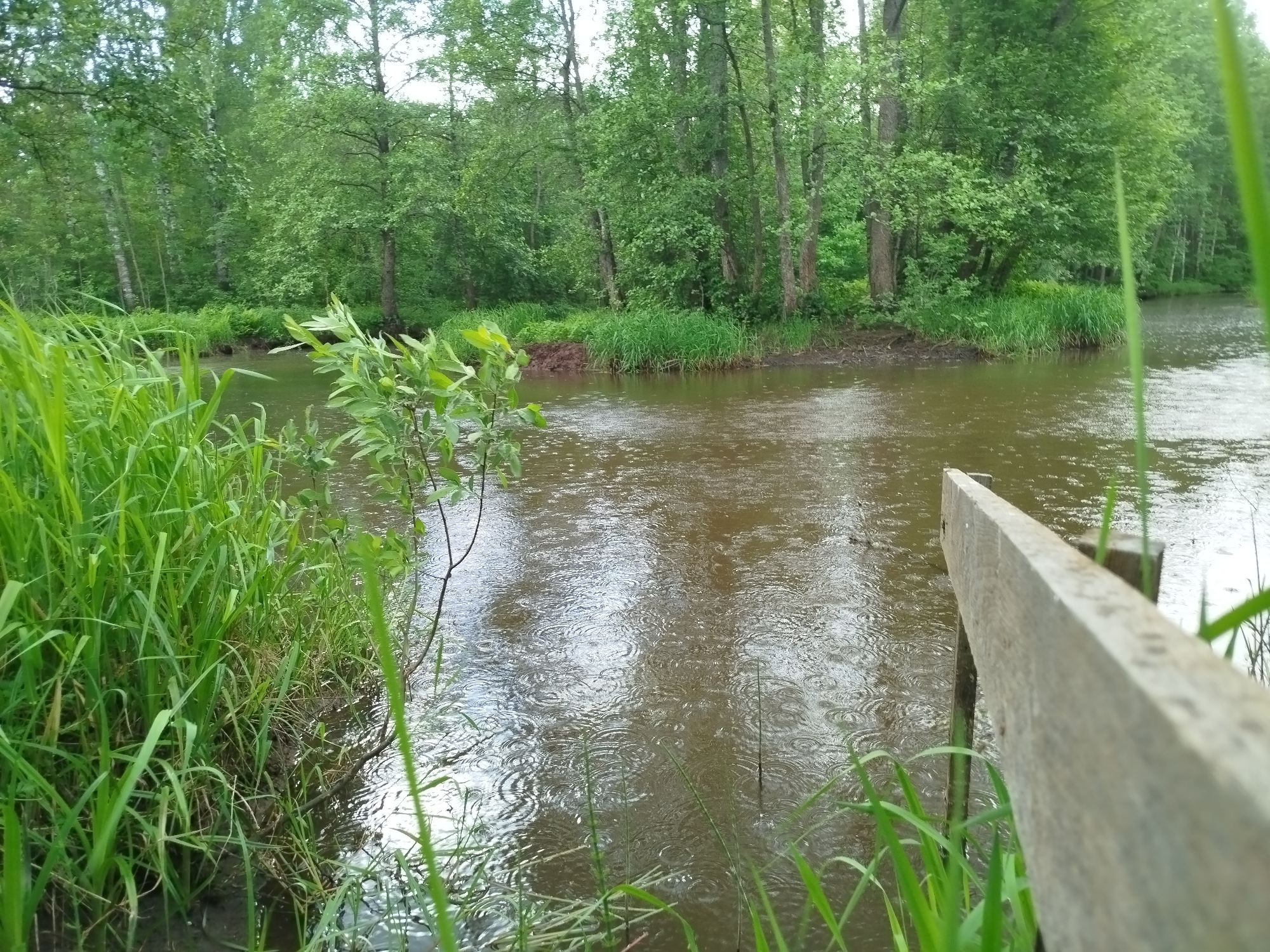 The image depicts a body of water, likely a river or pond, in a forested area of Боровково, Russia. The water is brown and rippled, suggesting rainfall. The banks are lined with tall green grass and trees. A wooden structure, possibly a fence or railing, is visible in the foreground. No people are visible in the scene.
