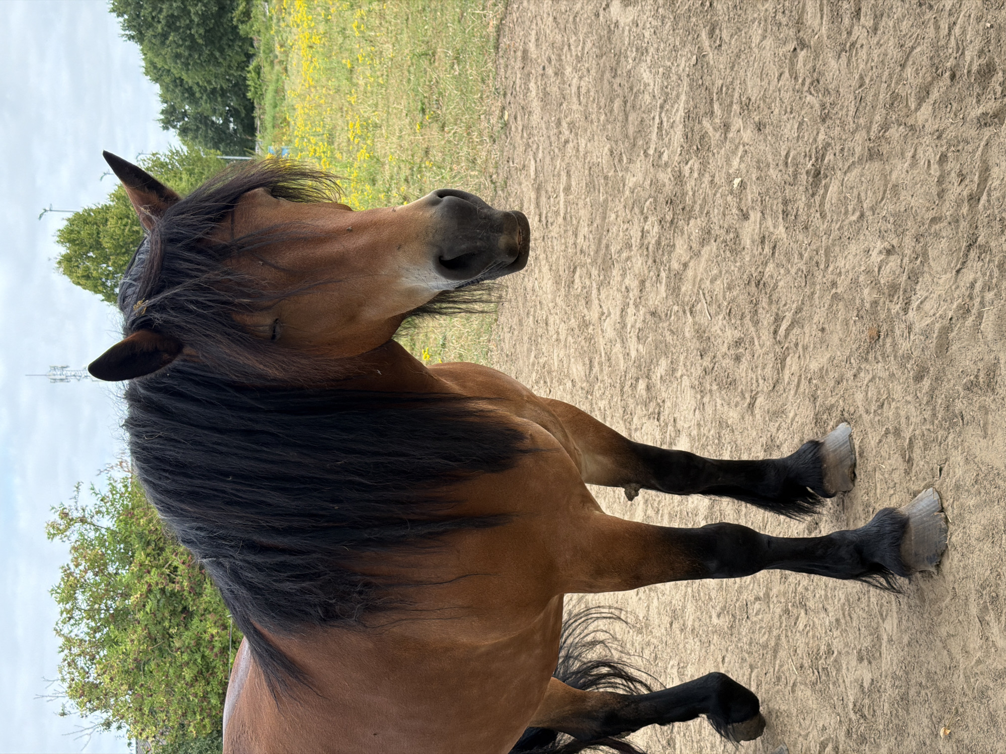 A brown horse with a long black mane stands on a sandy surface. The horse's head is turned to the right, with its eyes closed. In the background, there is a field of yellow flowers and green trees under a cloudy sky. The scene appears to be in a rural or outdoor setting, possibly a farm or pasture, located in Melick, Netherlands.