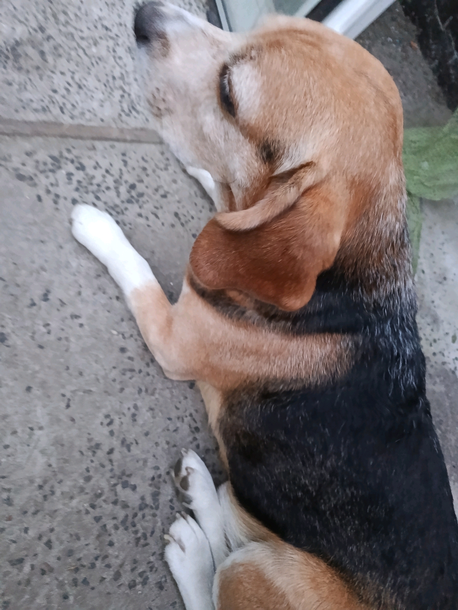 A beagle dog is lying on a gray, textured surface, possibly concrete, in the city of Smila, Ukraine. The dog is predominantly tan and black, with white markings on its paws and muzzle. Its eyes are closed, suggesting it is resting or sleeping. The background shows a hint of greenery and what appears to be a doorway or window frame. The lighting suggests it is daytime.