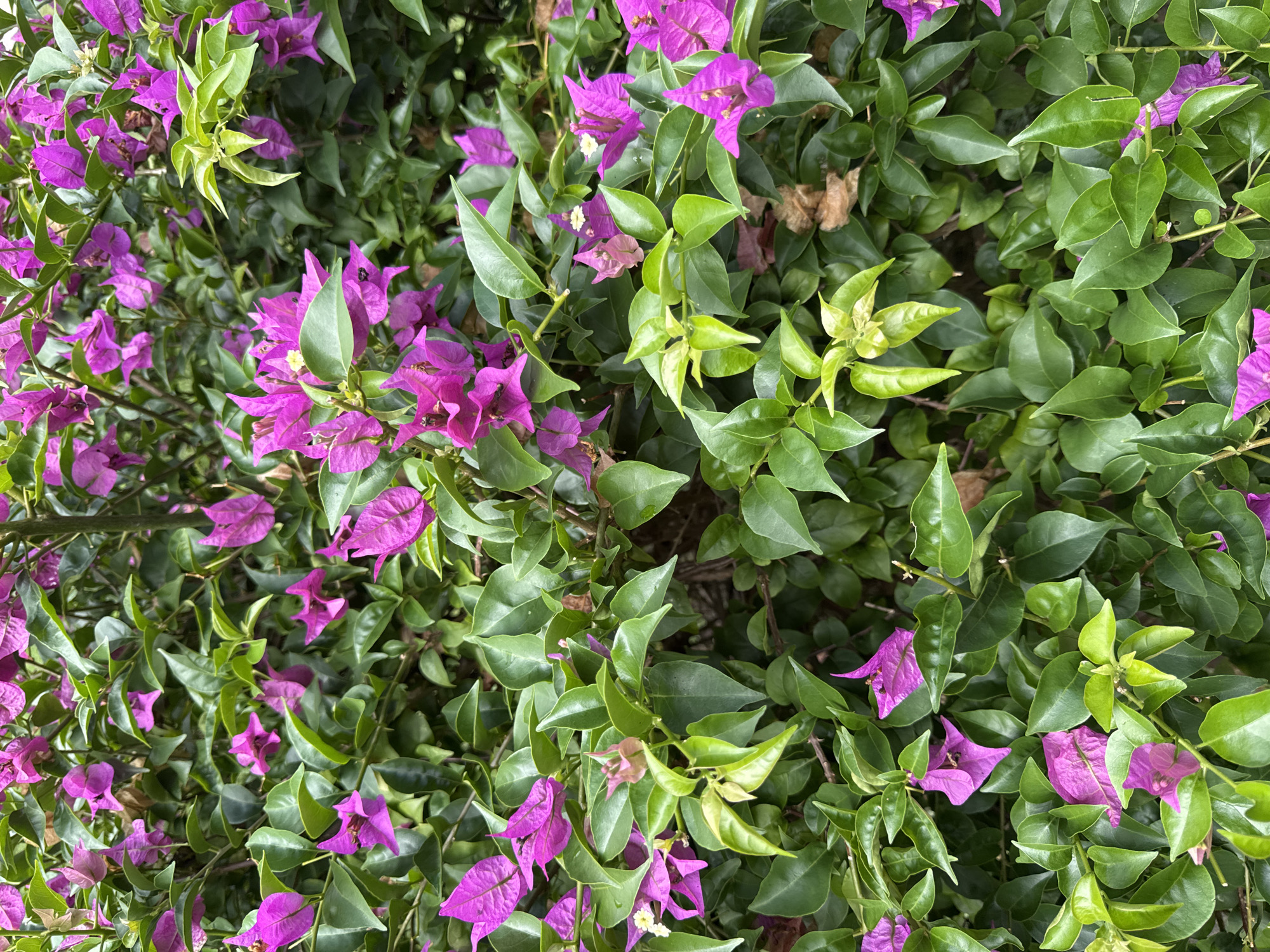 The image provides a close-up, high-angle view of a dense flowering plant, predominantly showcasing its vibrant magenta-purple blooms and lush green foliage. The plant appears to be Bougainvillea, characterized by its distinctive papery, petal-like bracts that form the striking purple color.
Numerous clusters of these bright purple bracts are scattered across the frame, varying in intensity and arrangement. Within several of these bracts, small, delicate white tubular flowers with pale yellow centers are visible, indicating the true flowers of the plant.
The vibrant purple is offset by an abundance of green leaves. These leaves are typically ovate with smooth edges, and their surfaces appear somewhat glossy. A range of green hues is present, from darker, richer greens on mature leaves to lighter, fresher shades on newer growth, particularly noticeable in the upper right and lower central sections of the image. A few dried, brown leaves are also visible deeper within the foliage, hinting at natural leaf senescence.
The scene is an outdoor setting, likely a garden or hedge, as the entire background is filled with more of the same dense plant material. The lighting suggests bright natural daylight, illuminating the colors vividly. No specific activity or event is taking place, and no text is visible. The lushness and type of plant are consistent with a tropical or subtropical environment, such as Kuta Selatan, Indonesia.