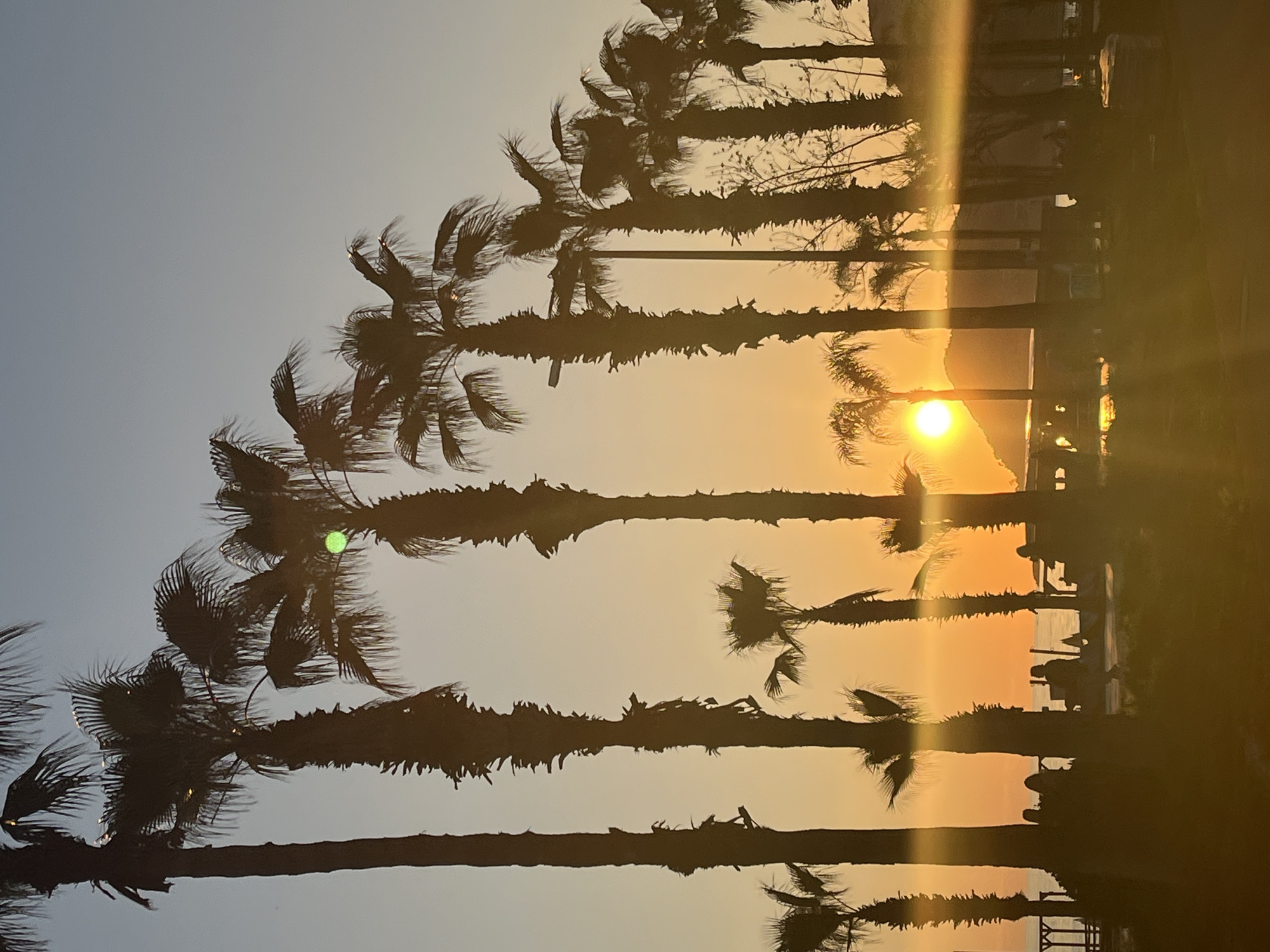 The image displays a picturesque coastal scene at sunset or sunrise, likely in Alanya, Turkey. A row of numerous tall palm trees, silhouetted in dark tones, dominates the foreground, extending across the entire width of the frame. Their distinctive trunks and fronds are clearly visible against the luminous sky.
The sun, a vibrant orange-yellow orb, is positioned low on the horizon, partly obscured by a distant landmass or mountain range. Its intense light creates a dramatic gradient in the sky, with bright oranges and yellows near the horizon gradually fading to a softer, pale blue-grey towards the top. A distinct sun flare emanates from the sun's position.
Beyond the silhouetted palm trees and the distant terrain, a calm body of water, likely the sea, is visible, reflecting the gentle hues of the sky. Along what appears to be a promenade or beachfront, beneath the canopy of palm trees, several faint silhouettes of people can be discerned. These figures seem to be standing or seated, enjoying the scenic view, possibly near a railing or barrier that separates them from the water.
The overall atmosphere of the scene is tranquil and beautiful, capturing a serene moment in a tropical or Mediterranean setting. The sky is clear, suggesting fair weather. There is no visible text within the image.